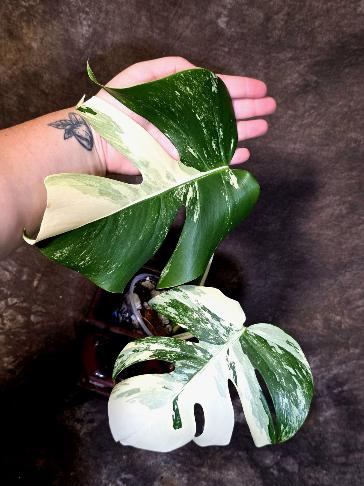 Variegated Monstera Albo - Rare Exact Plant - US Seller - (June-22-28)