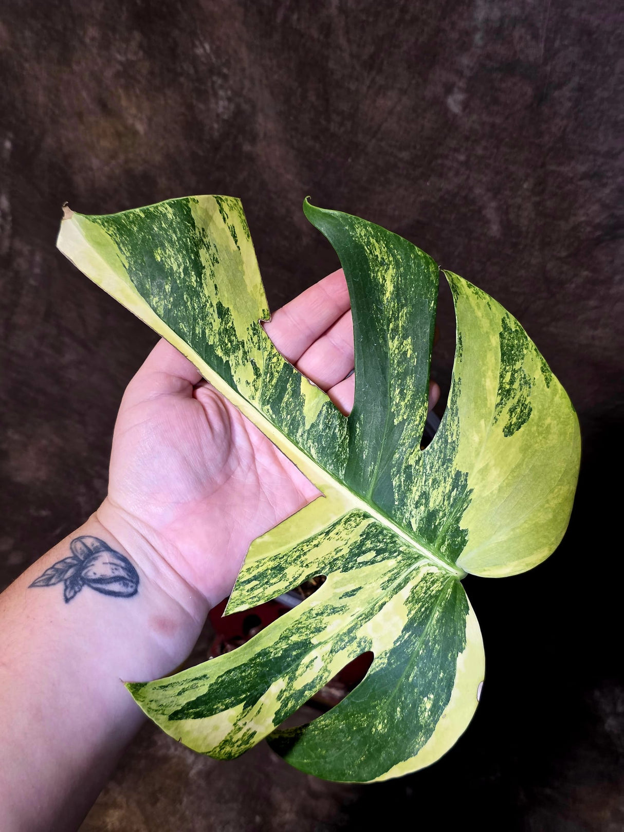 Monstera Borsigiana Aurea Variegated - Rare Exact Plant - (June-22-34)