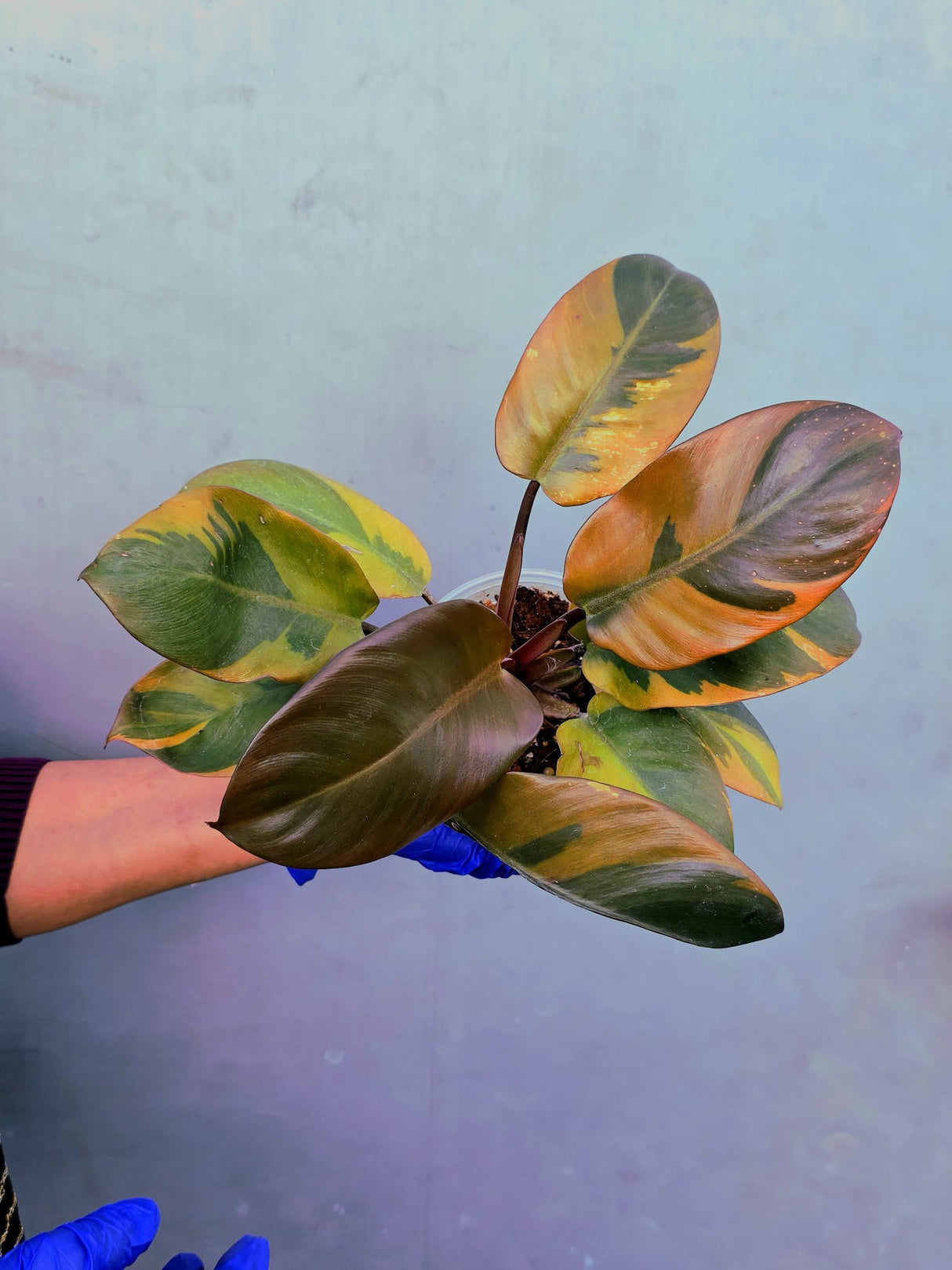 Variegated Black Cardinal Philodendron – Rare Collector Plant (June-22-51)