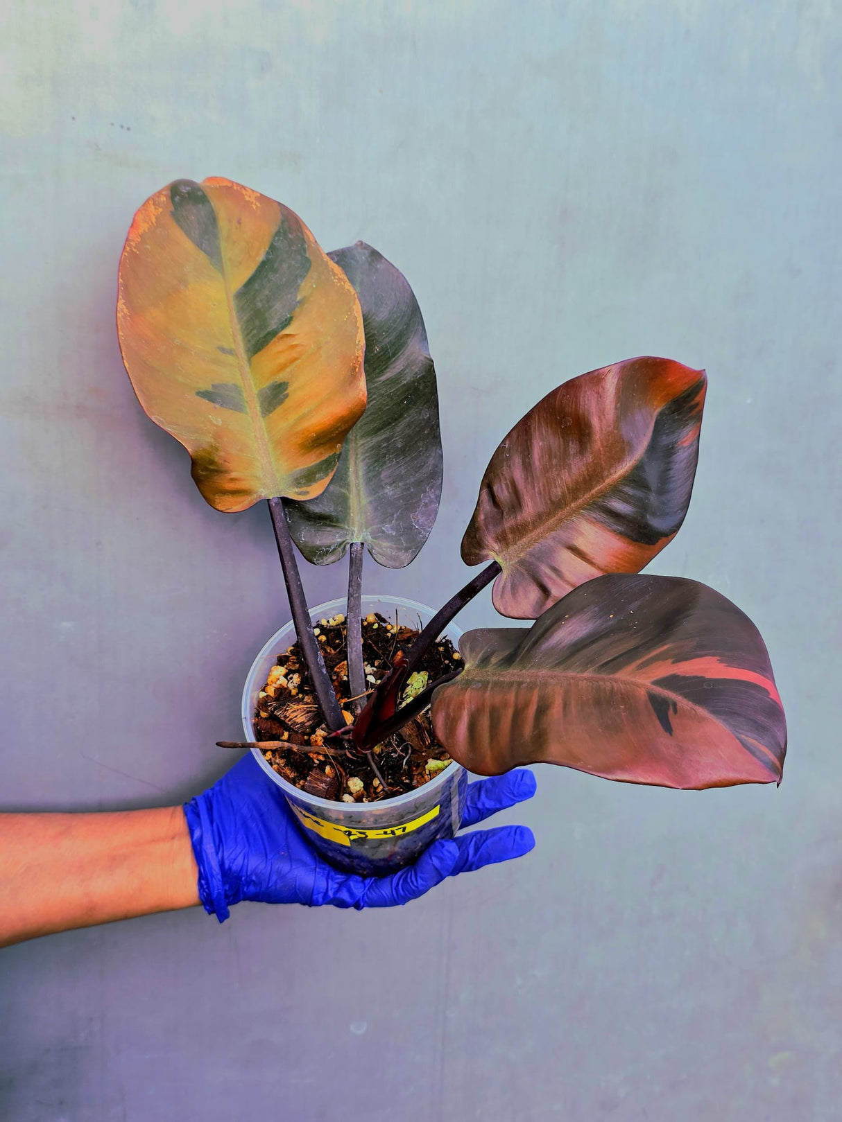 Variegated Black Cardinal Philodendron – Rare Collector Plant (June-23-47)