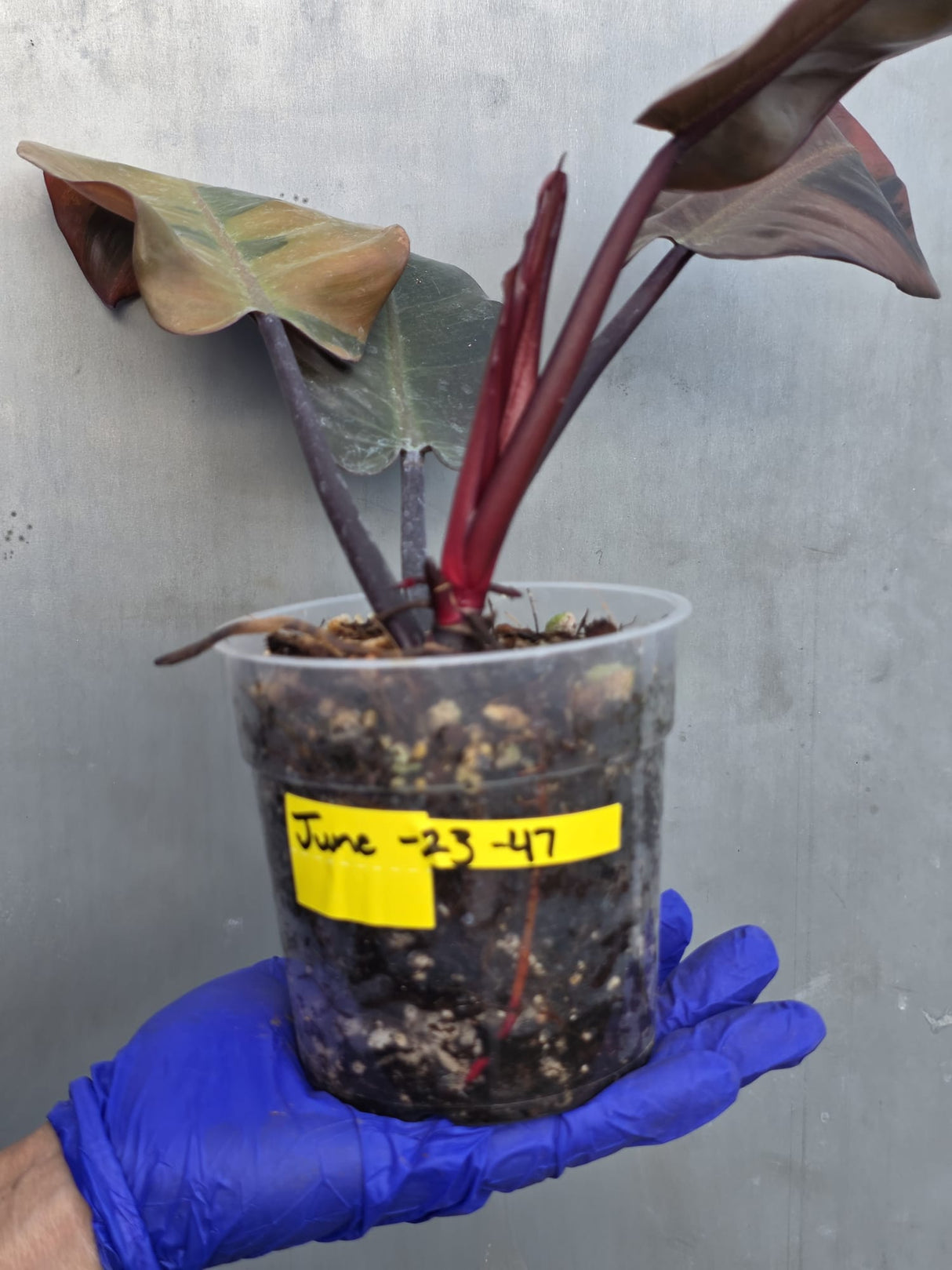 Variegated Black Cardinal Philodendron – Rare Collector Plant (June-23-47)