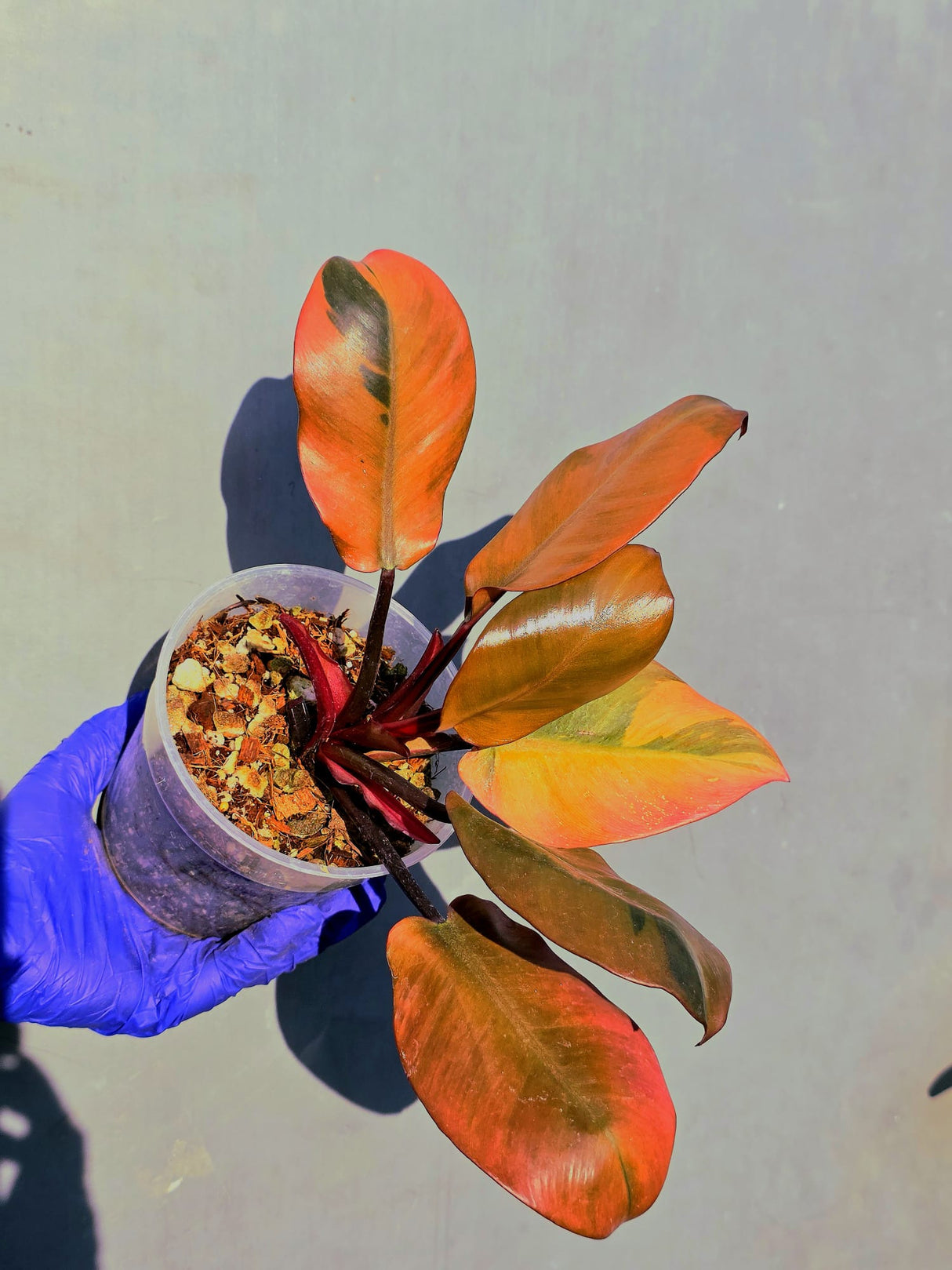 Variegated Black Cardinal Philodendron – Rare Collector Plant (June-23-17)
