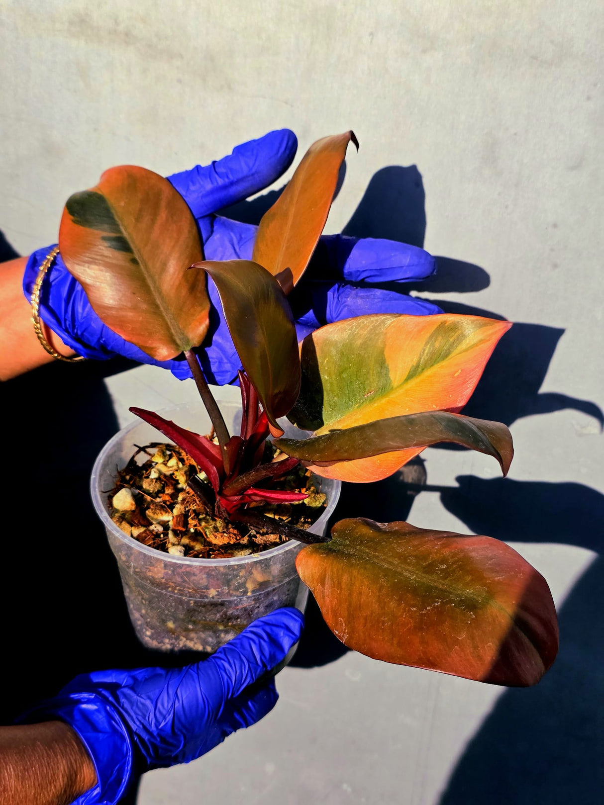 Variegated Black Cardinal Philodendron – Rare Collector Plant (June-23-17)