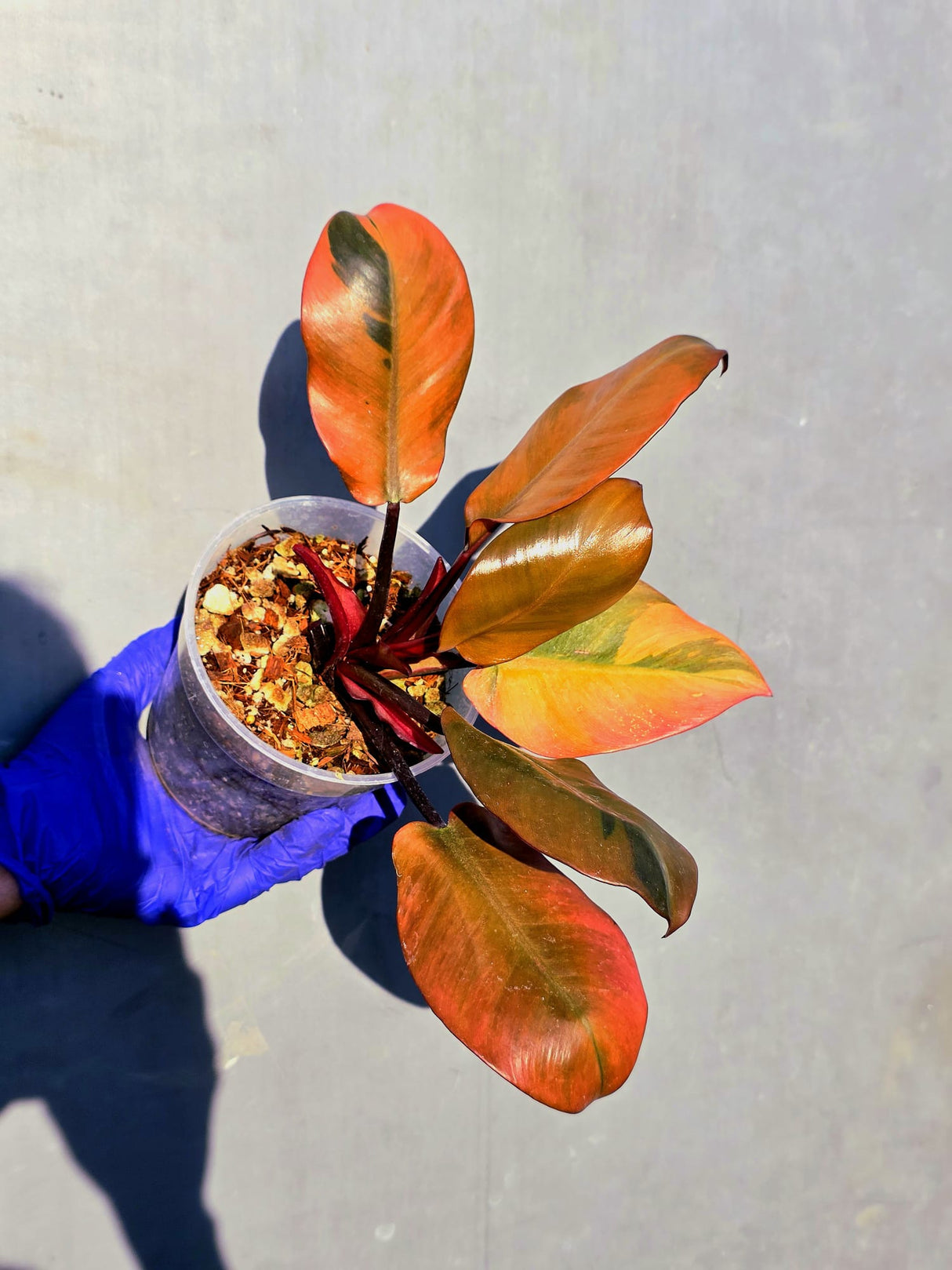 Variegated Black Cardinal Philodendron – Rare Collector Plant (June-23-17)
