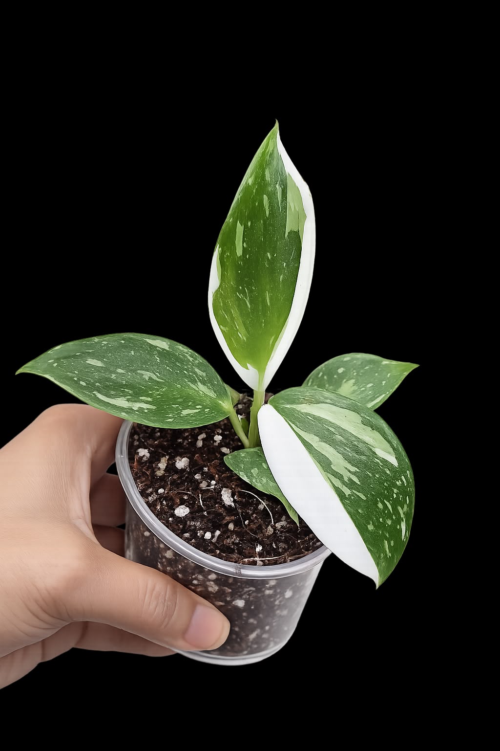 Philodendron White Wizard in a 3" Nursery Pot - White Variegated Philodendron Starter Plant - Fast Growing Indoor Plant