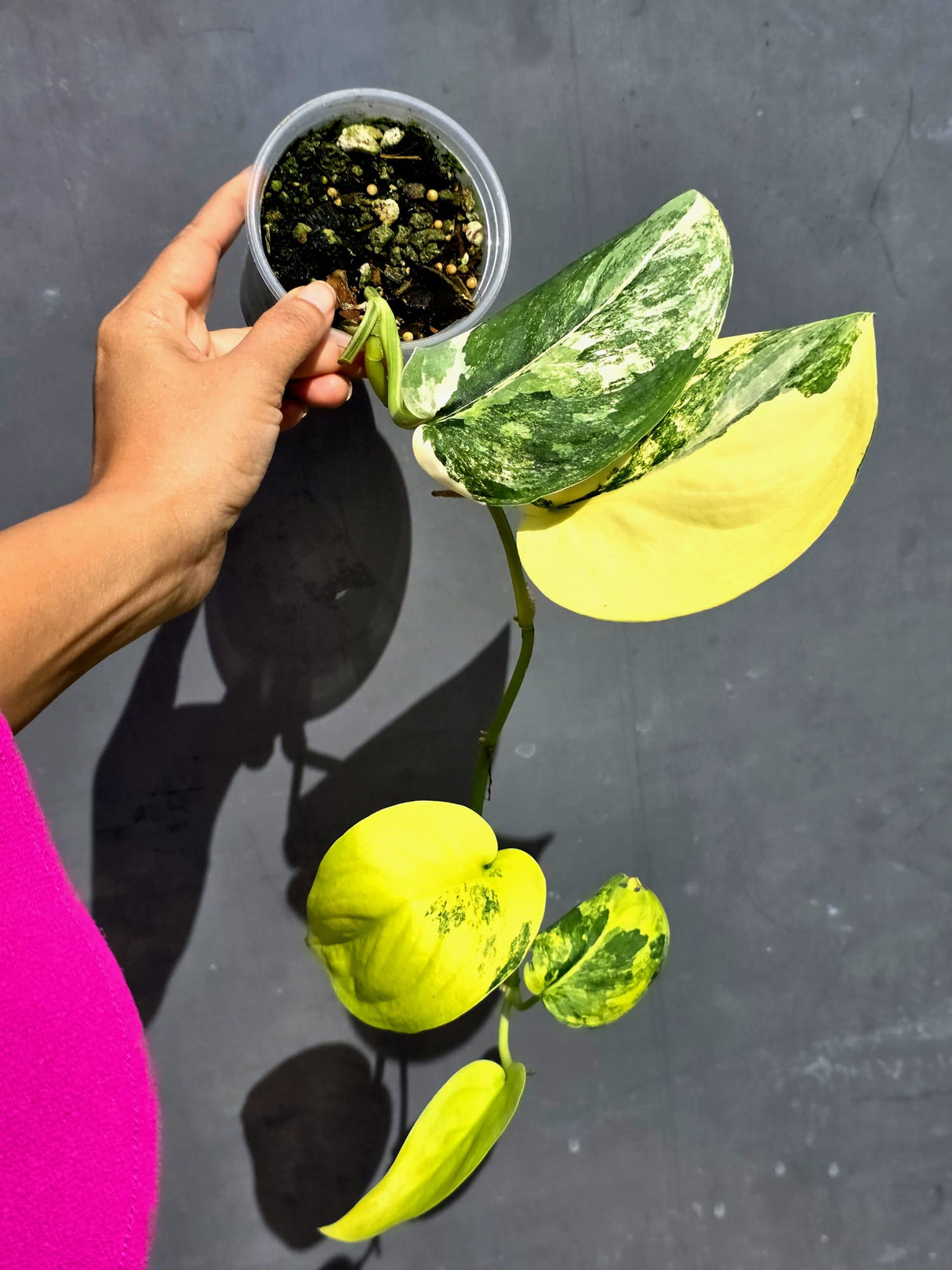 Scindapsus Jade Satin Variegated - Yellow Variegation - (June-22-18)