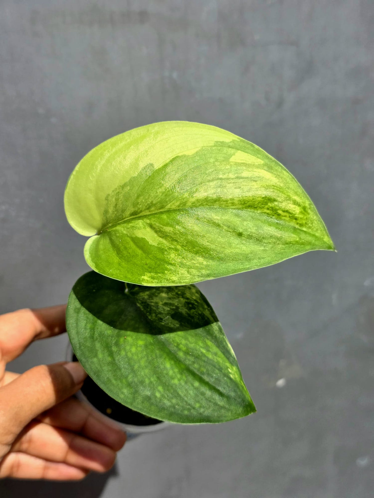 Scindapsus Jade Satin Variegated - Yellow Variegation - (June-22-16)