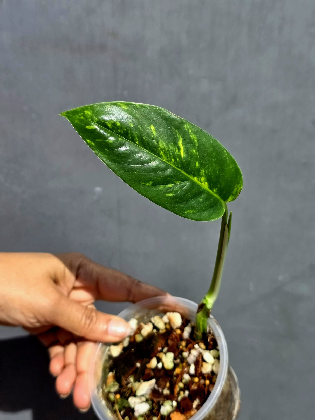 Variegated Golden Flame Epipremnum Pinnatum - Exact Plant - (June-22-14)