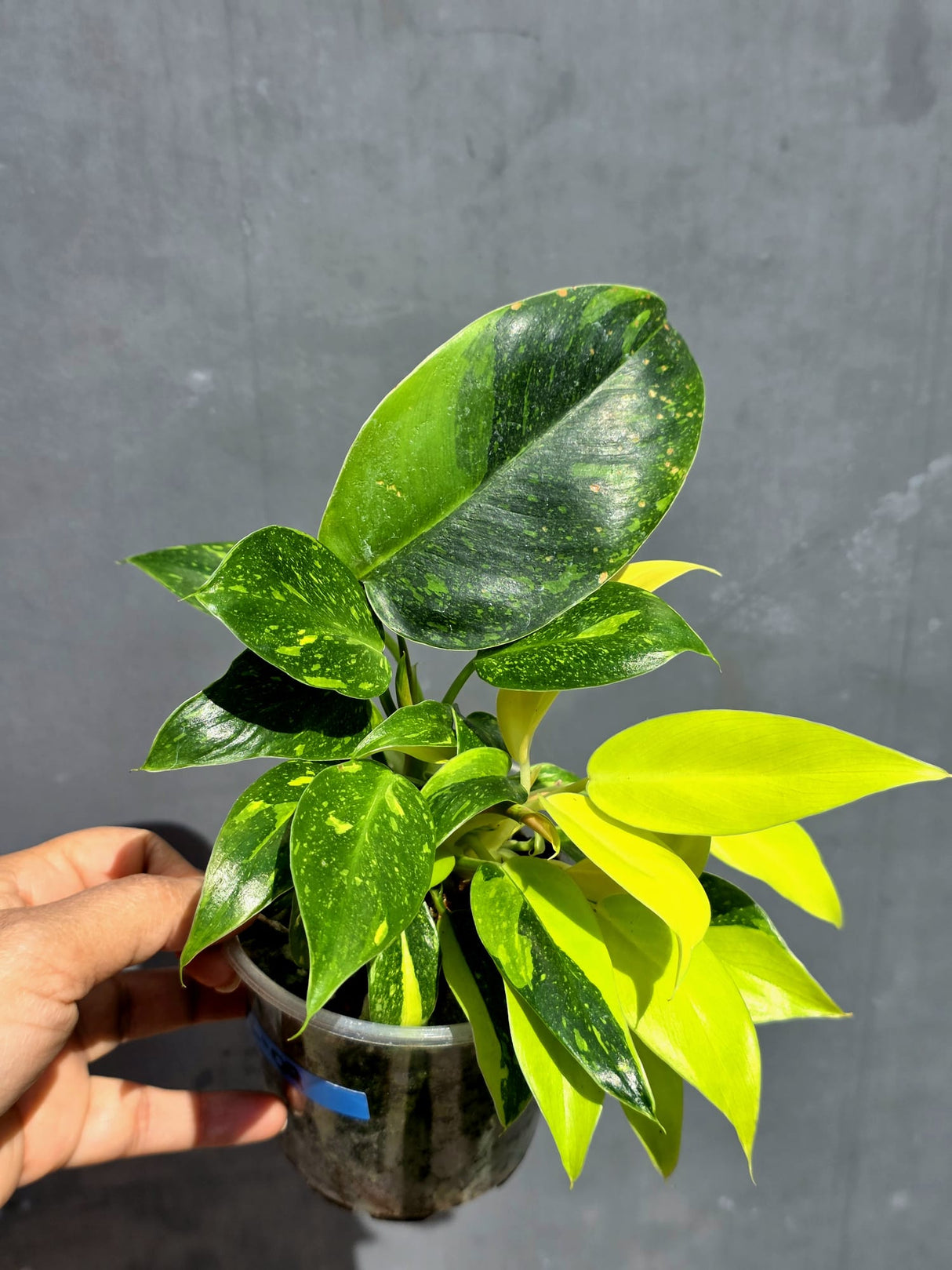 Variegated Philodendron Green Congo Hybrid - (June-22-09)