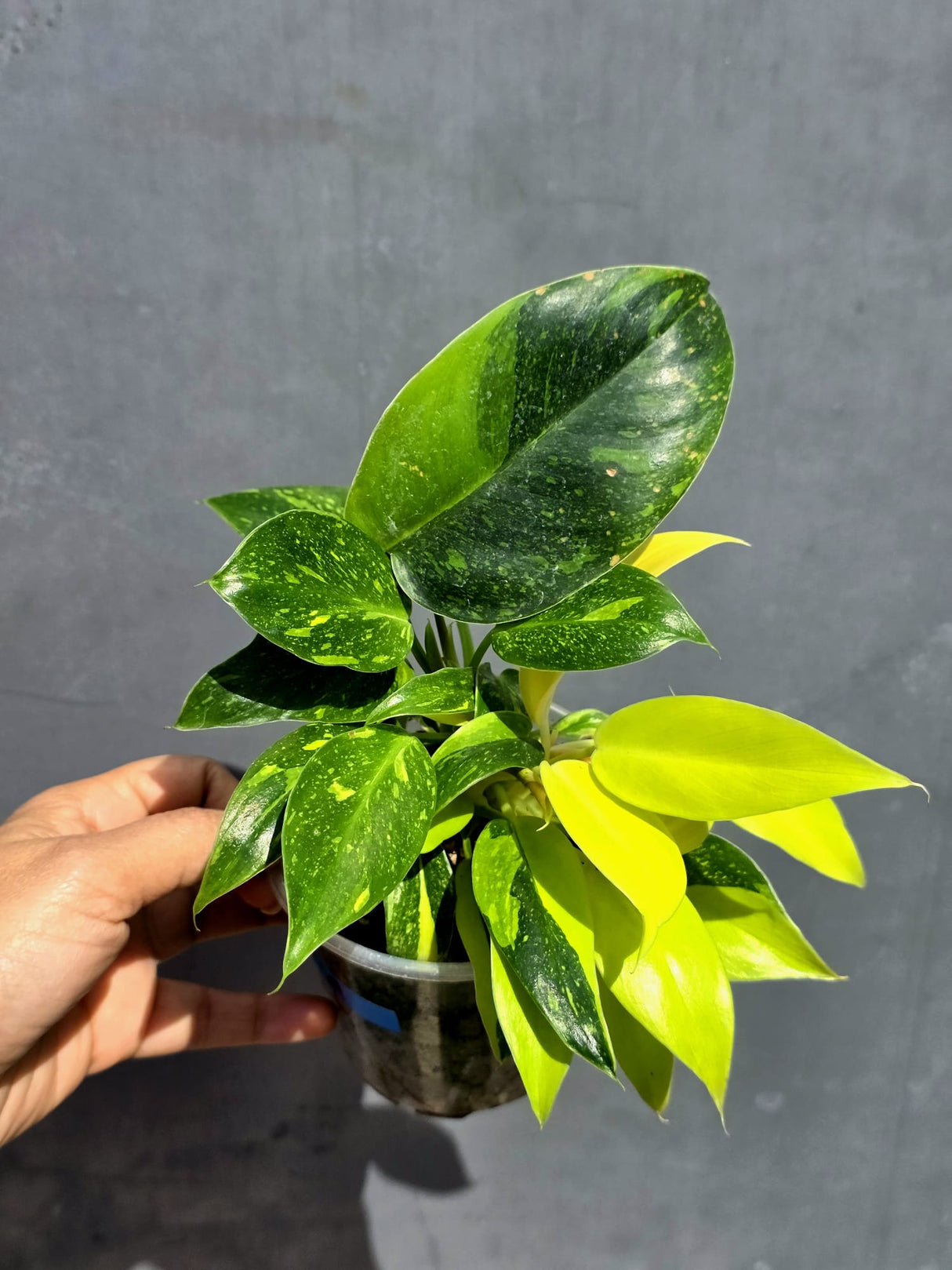 Variegated Philodendron Green Congo Hybrid - (June-22-09)