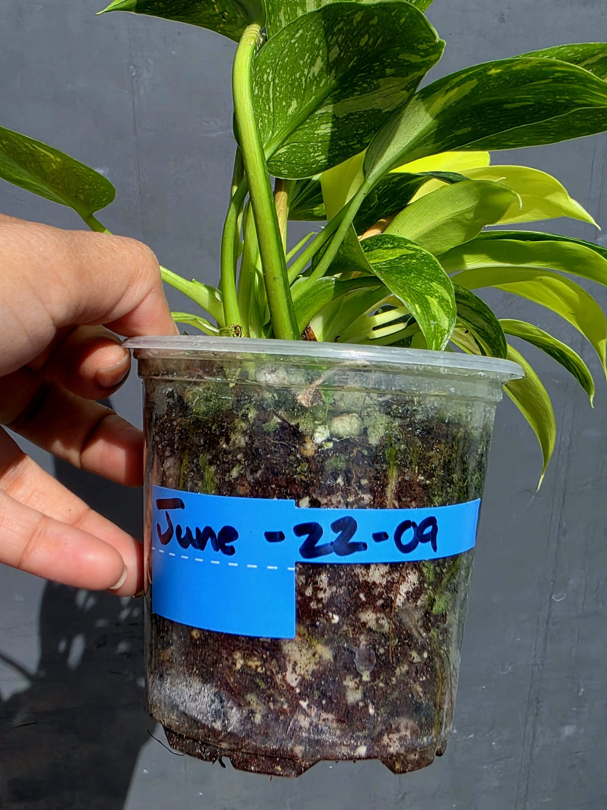 Variegated Philodendron Green Congo Hybrid - (June-22-09)