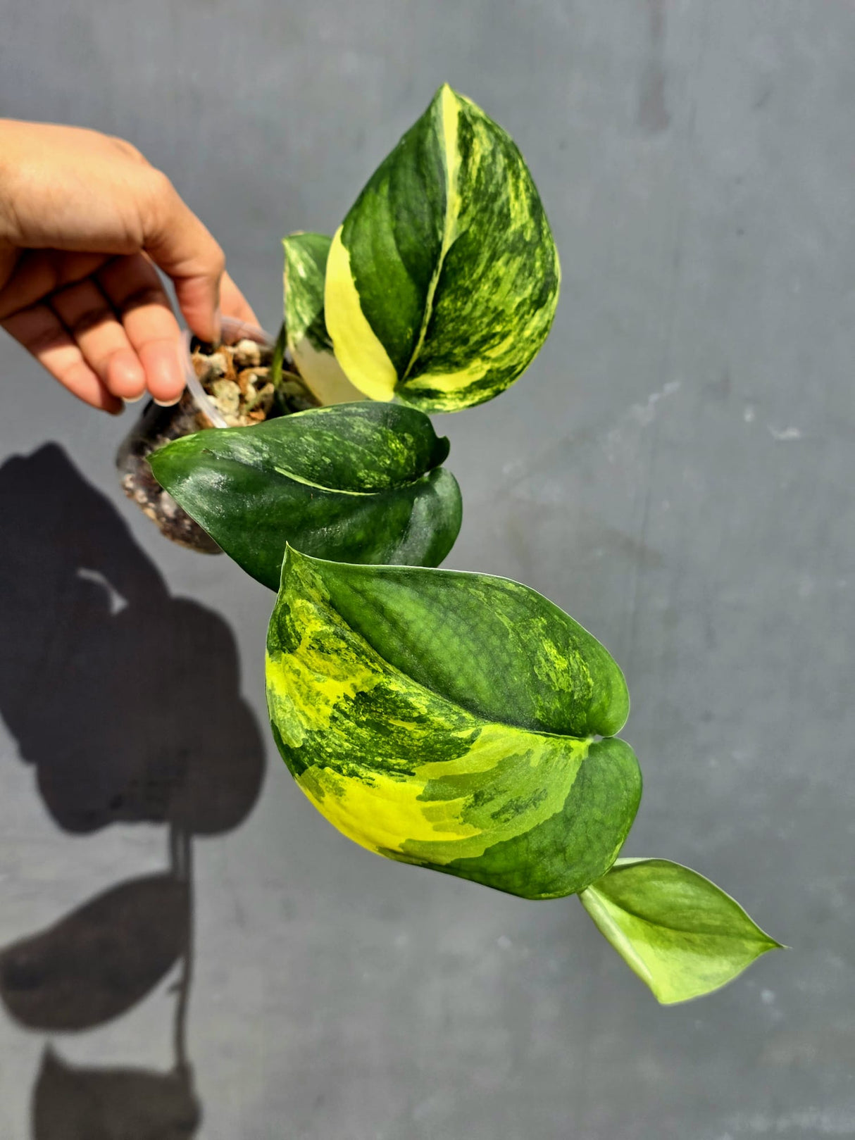 Scindapsus Jade Satin Variegated - Yellow Variegation - (June-22-04)