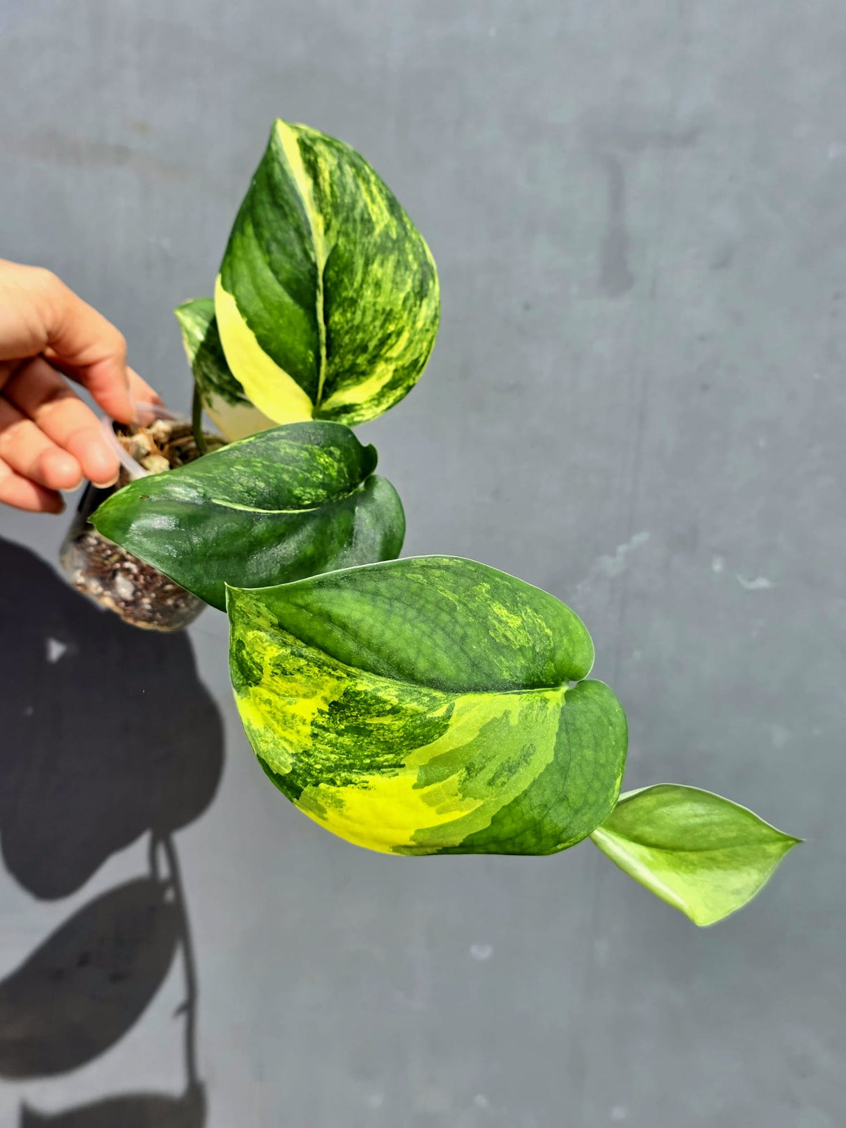Scindapsus Jade Satin Variegated - Yellow Variegation - (June-22-04)