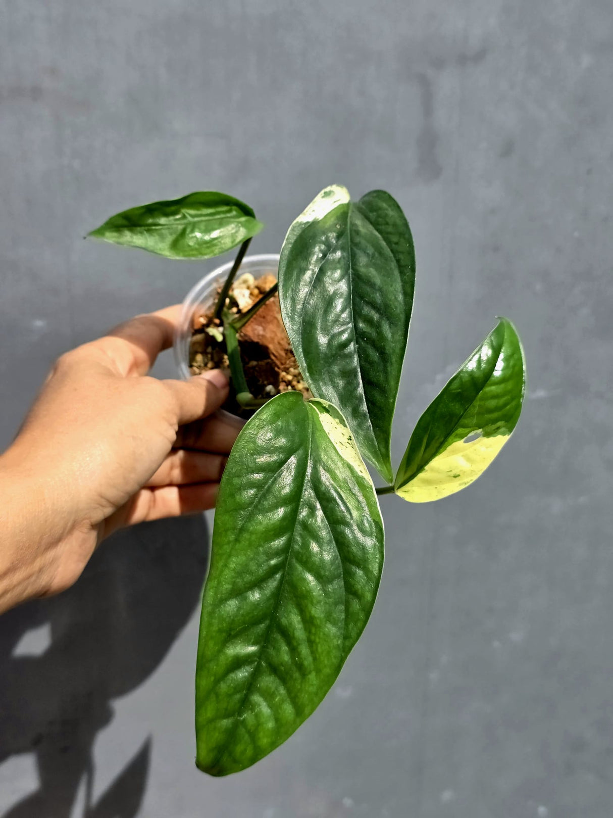 Epipremnum Pinnatum Albo Variegated - Exact Plant - (June-22-01)