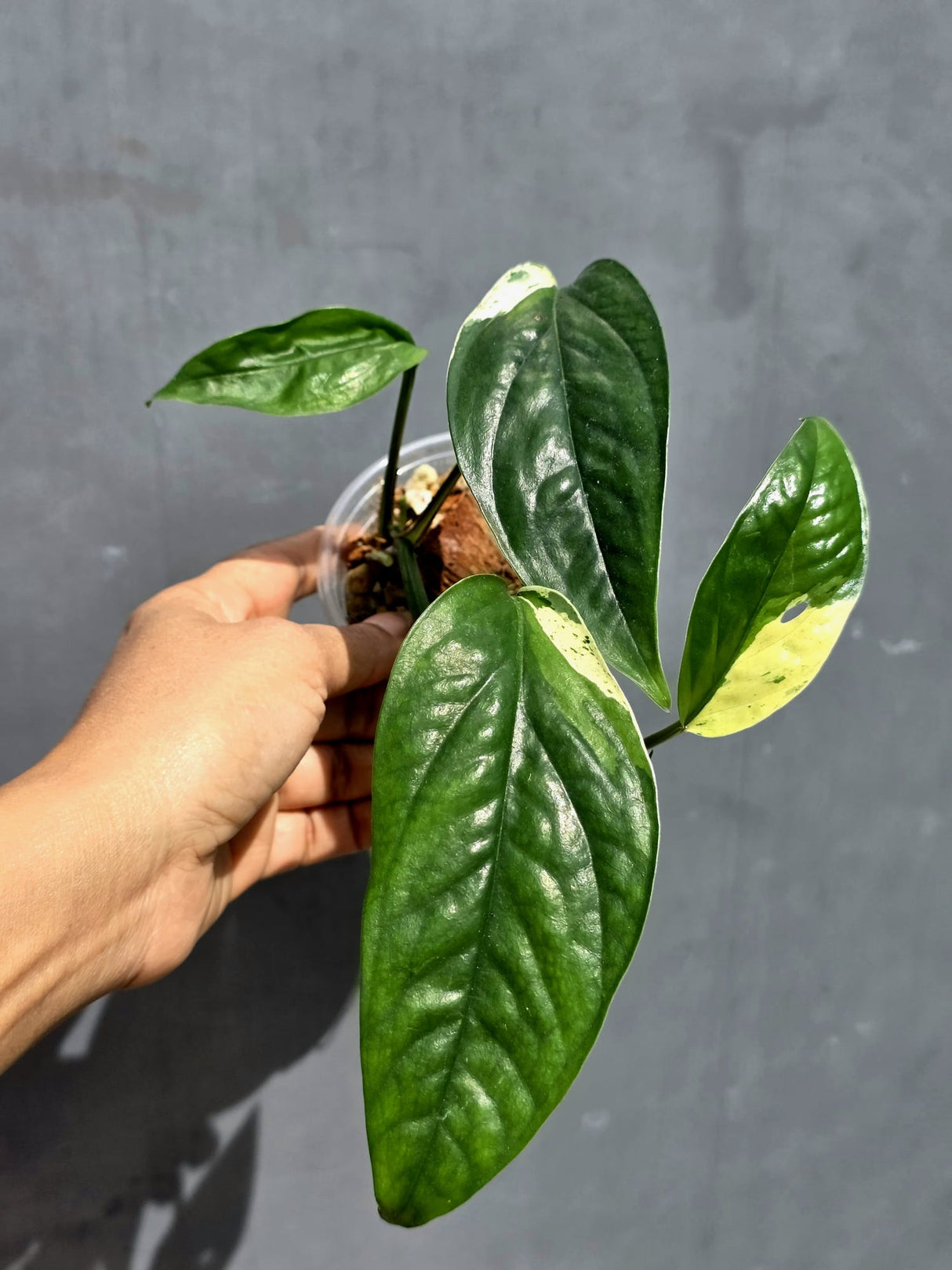 Epipremnum Pinnatum Albo Variegated - Exact Plant - (June-22-01)