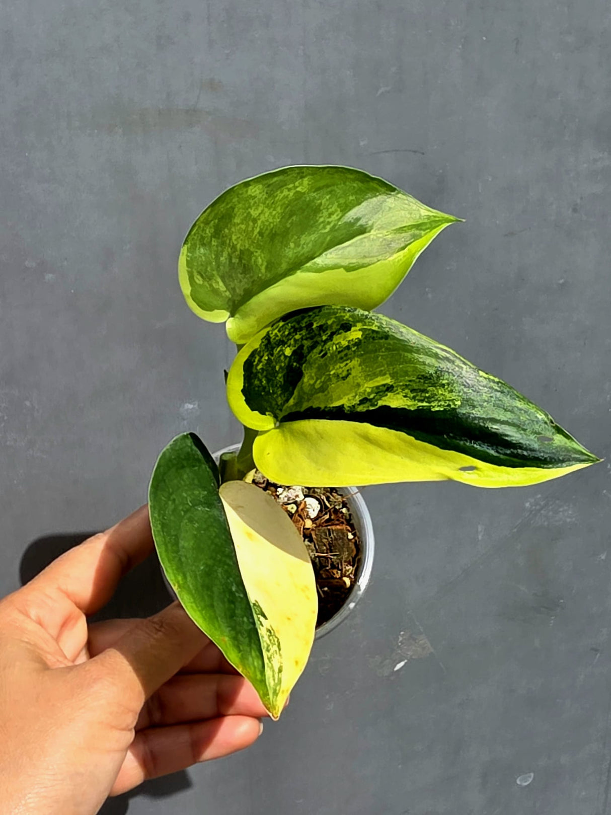 Scindapsus Jade Satin Variegated - Yellow Variegation - (June-22-03)