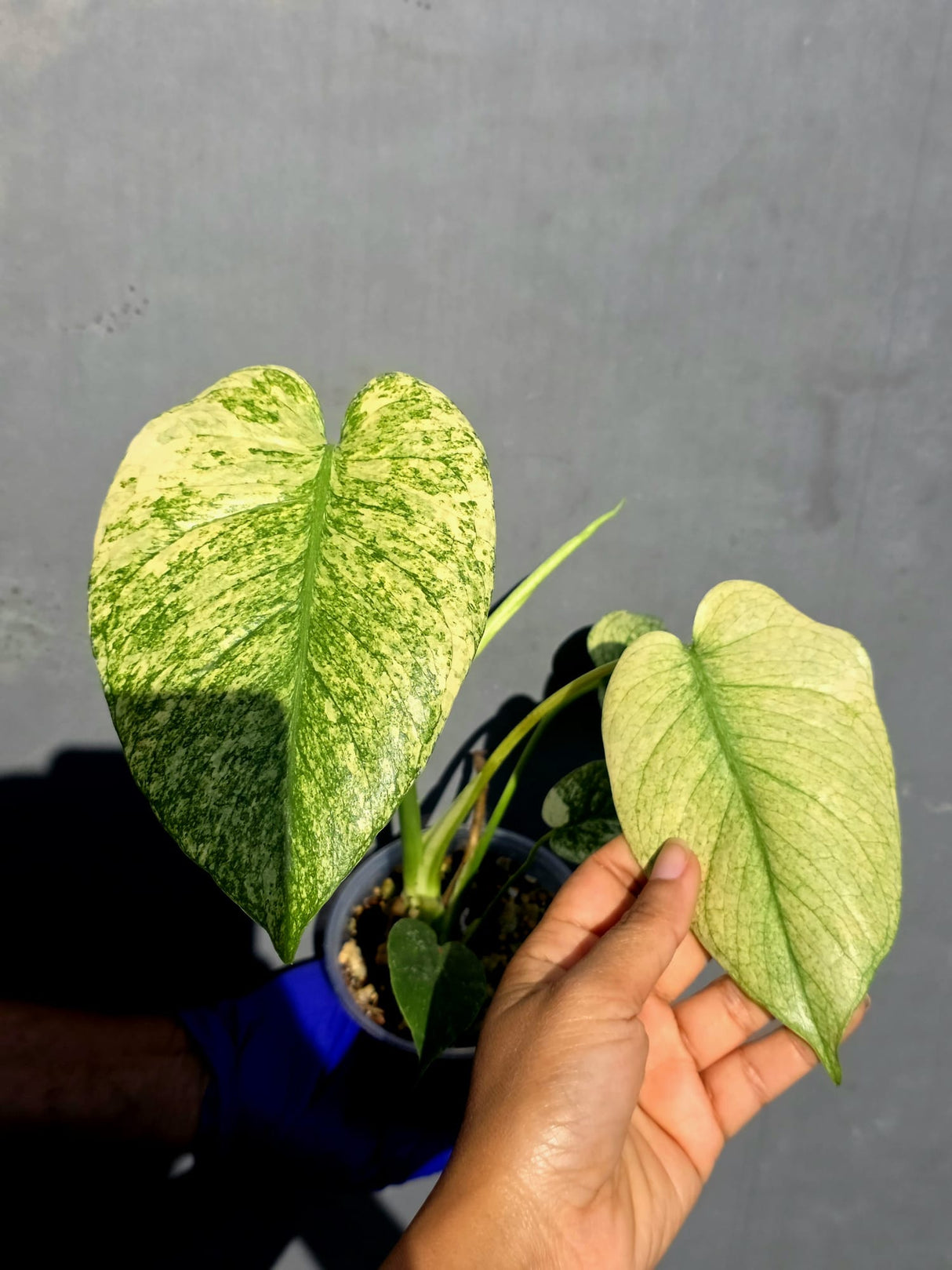 Variegated Monstera Deliciosa Mint - Rare Mint Monstera - (June-23-13)