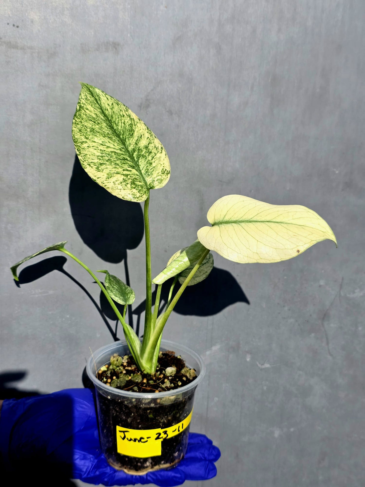 Variegated Monstera Deliciosa Mint - Rare Mint Monstera - (June-23-11)