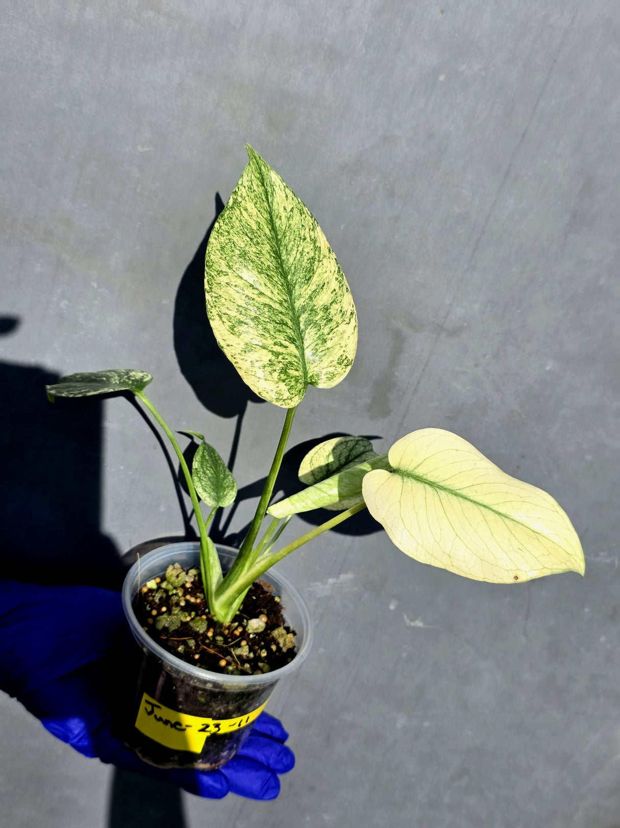 Variegated Monstera Deliciosa Mint - Rare Mint Monstera - (June-23-11)