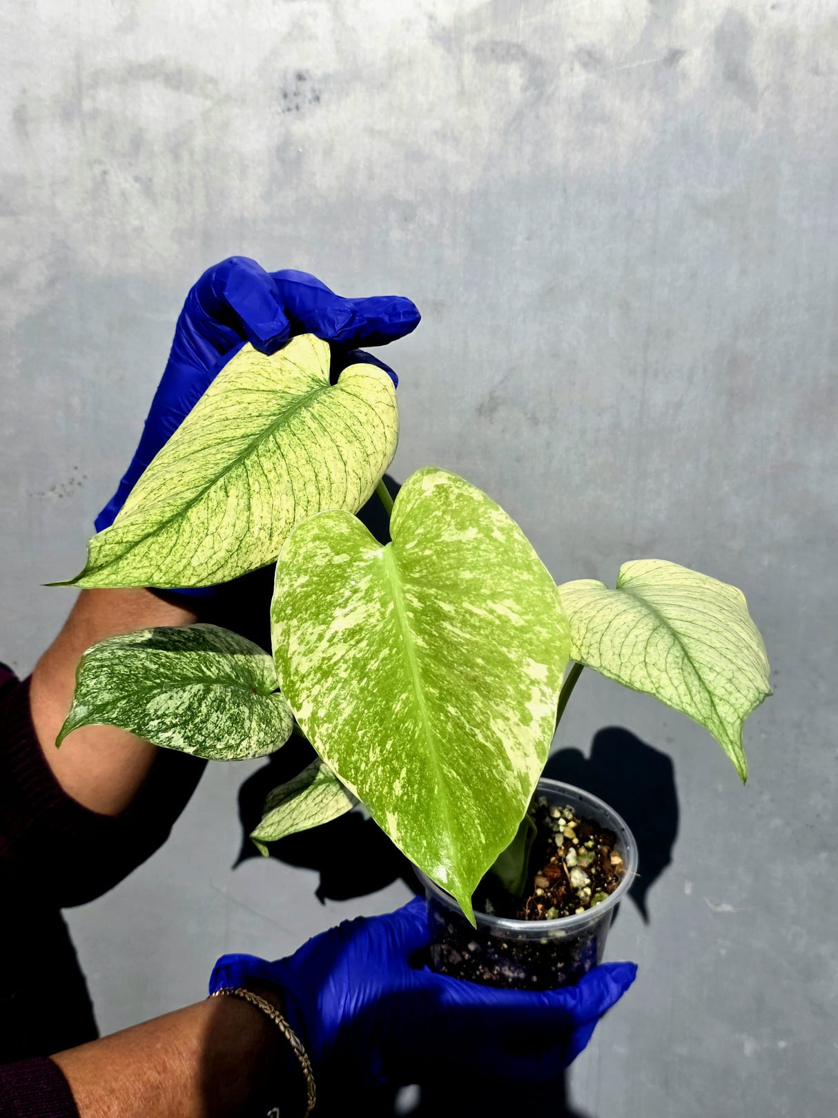 Variegated Monstera Deliciosa Mint - Rare Mint Monstera - (June-23-07)