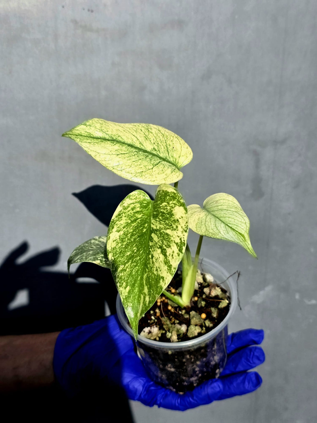 Variegated Monstera Deliciosa Mint - Rare Mint Monstera - (June-23-05)
