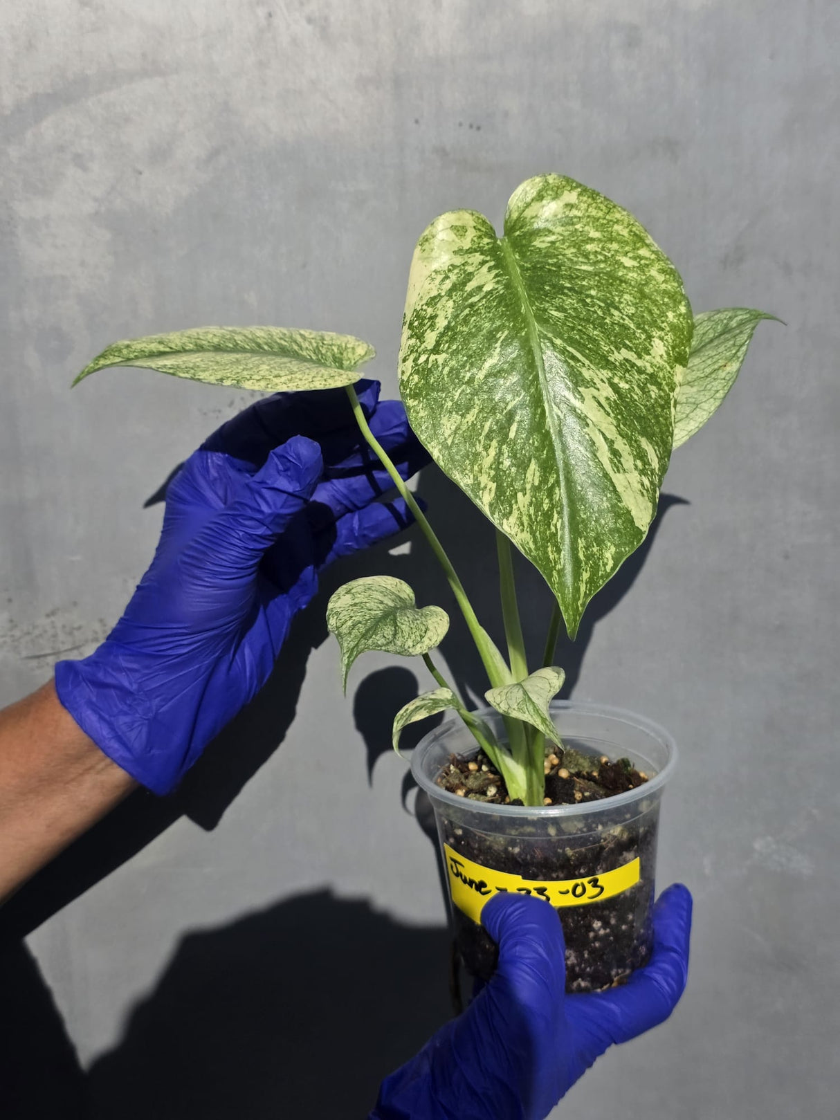 Variegated Monstera Deliciosa Mint - Rare Mint Monstera - (June-23-03)