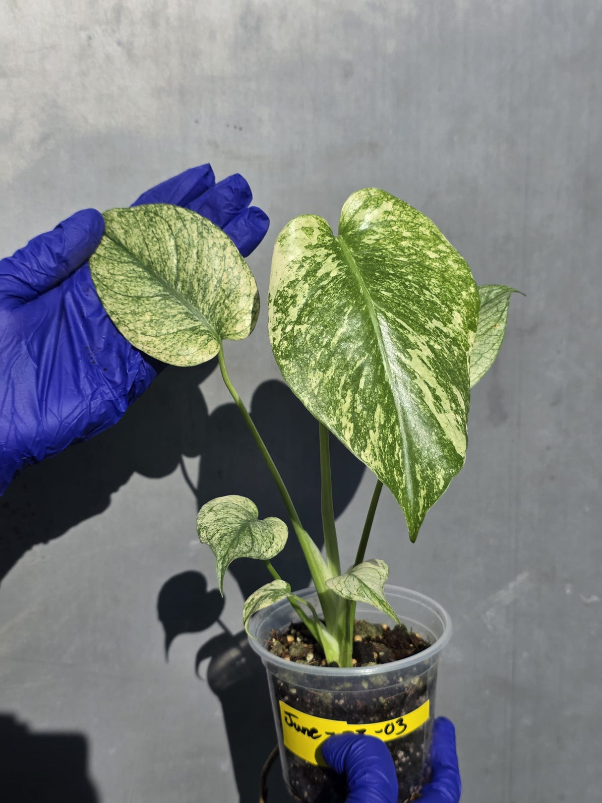 Variegated Monstera Deliciosa Mint - Rare Mint Monstera - (June-23-03)