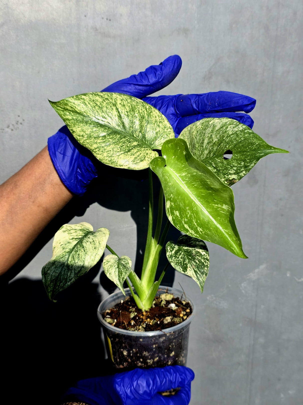 Variegated Monstera Deliciosa Mint - Rare Mint Monstera - (June-23-02)