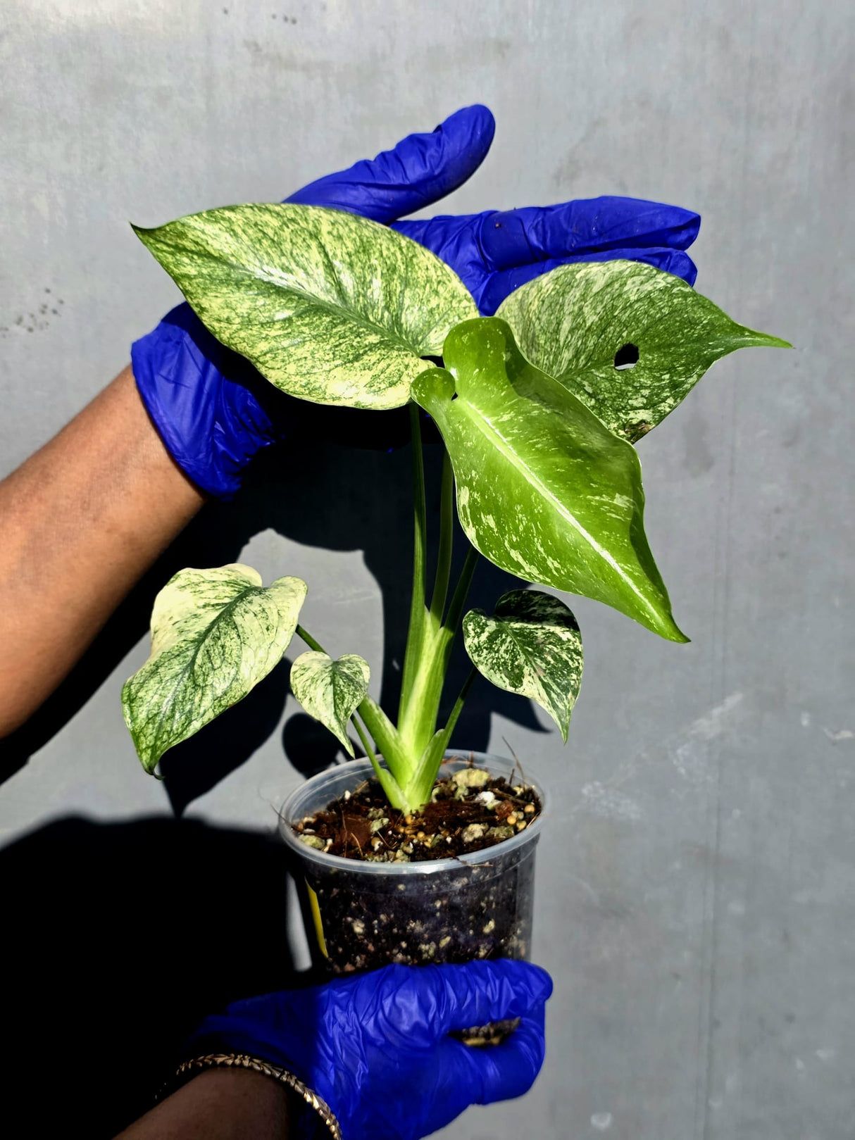 Variegated Monstera Deliciosa Mint - Rare Mint Monstera - (June-23-02)
