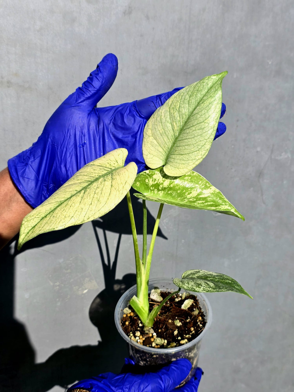 Variegated Monstera Deliciosa Mint -Rare Mint Monstera - (June-23-01)