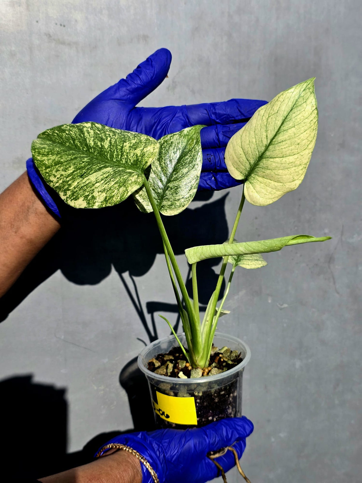 Variegated Monstera Deliciosa Mint -Rare Mint Monstera - (June-23-06)