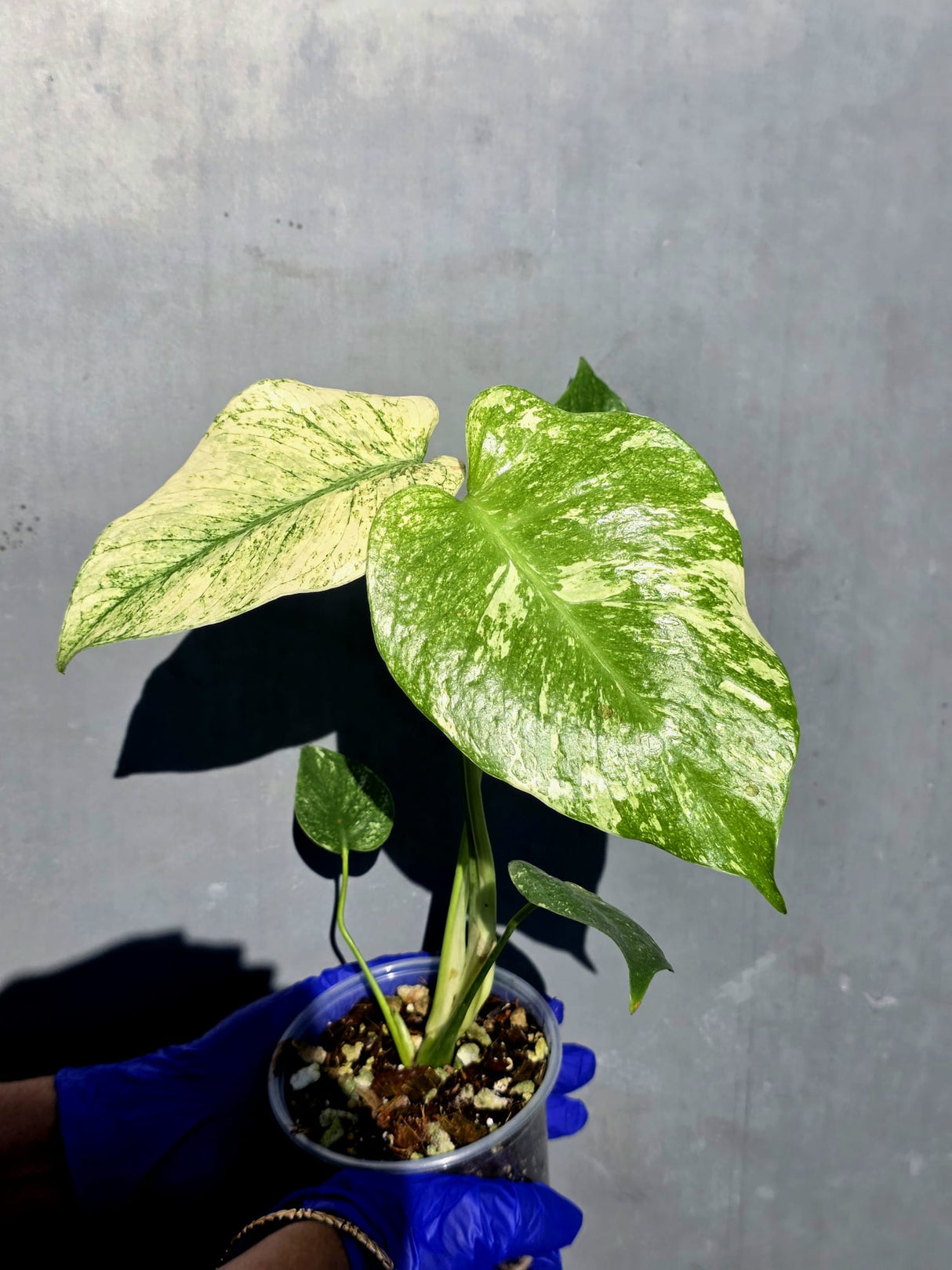 Variegated Monstera Deliciosa Mint - Rare Mint Monstera - (June-23-08)