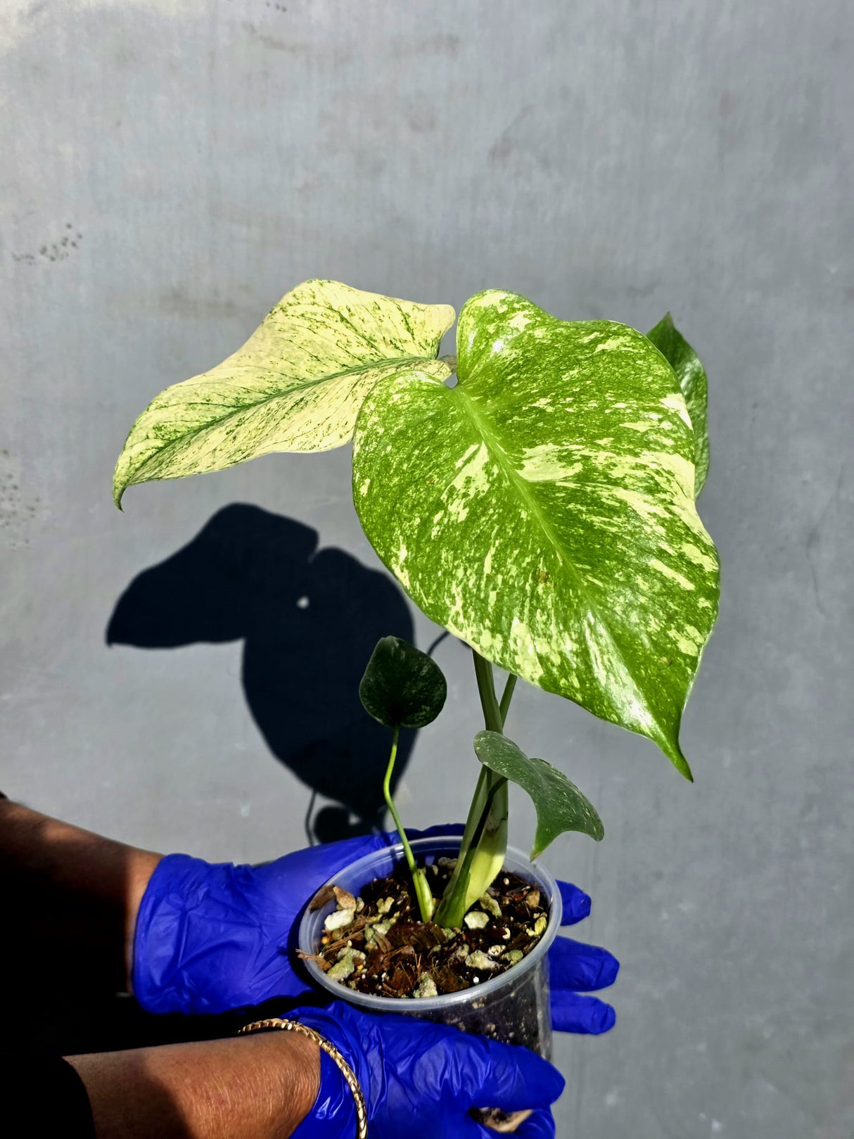 Variegated Monstera Deliciosa Mint - Rare Mint Monstera - (June-23-08)