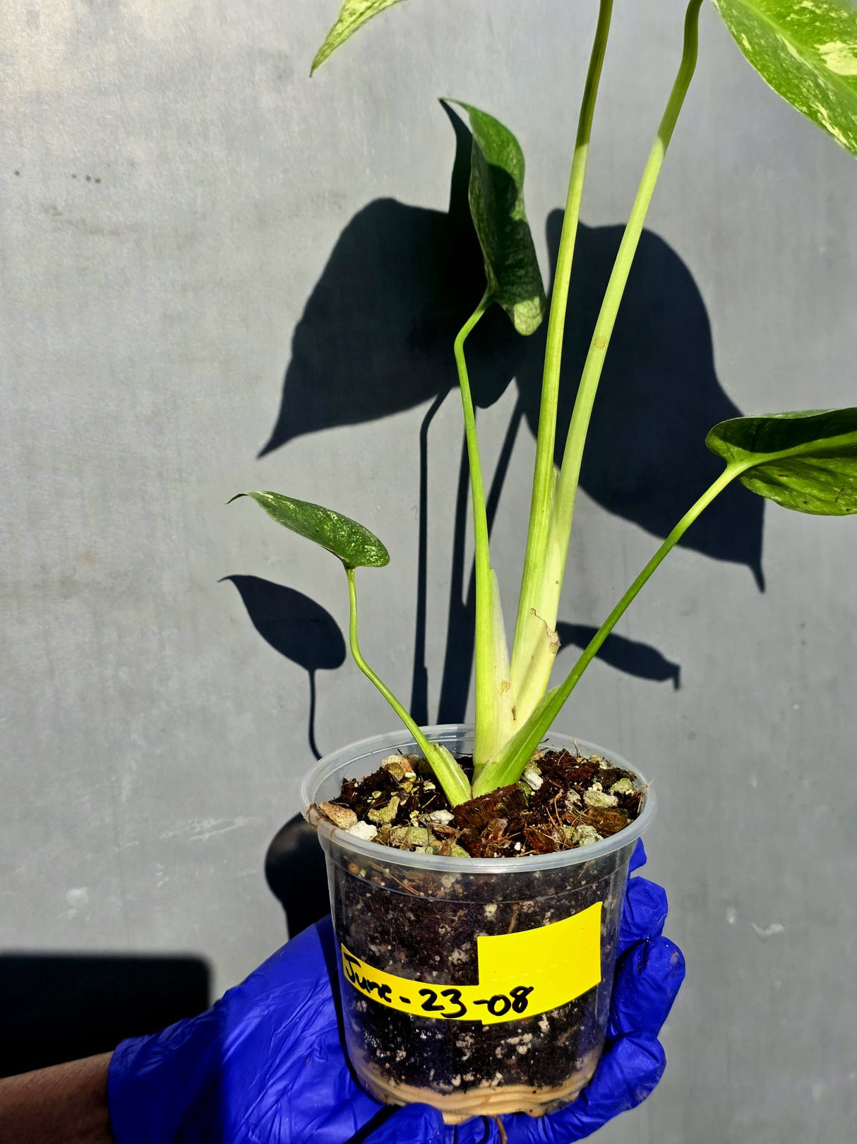 Variegated Monstera Deliciosa Mint - Rare Mint Monstera - (June-23-08)