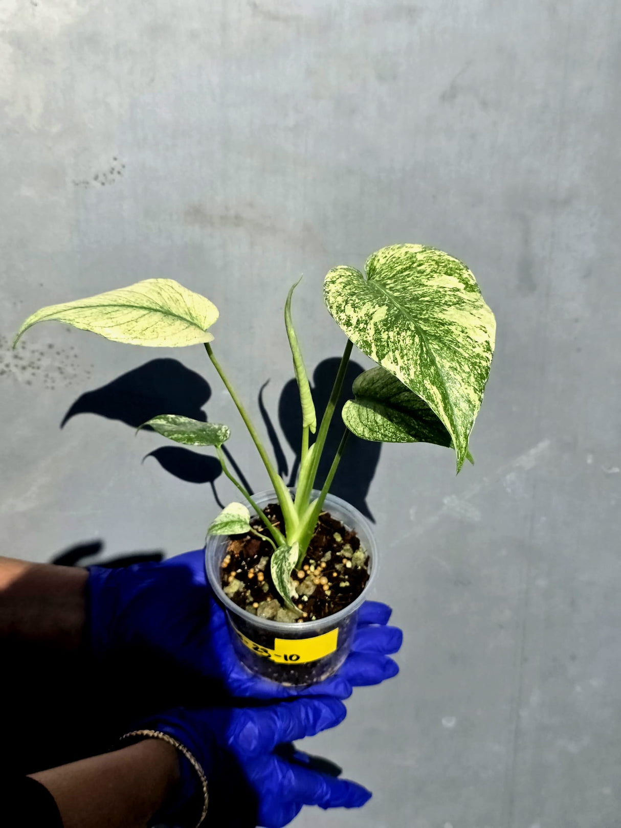 Variegated Monstera Deliciosa Mint - Rare Mint Monstera - (June-23-10)