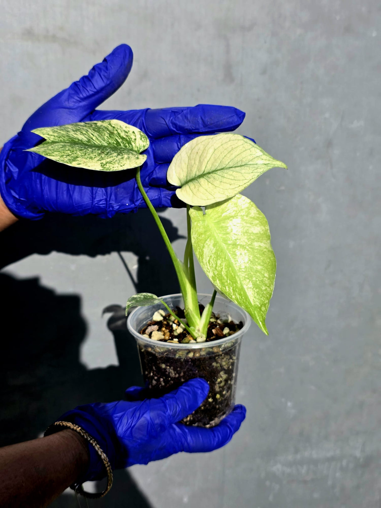 Variegated Monstera Deliciosa Mint - Rare Mint Monstera - (June-23-14)