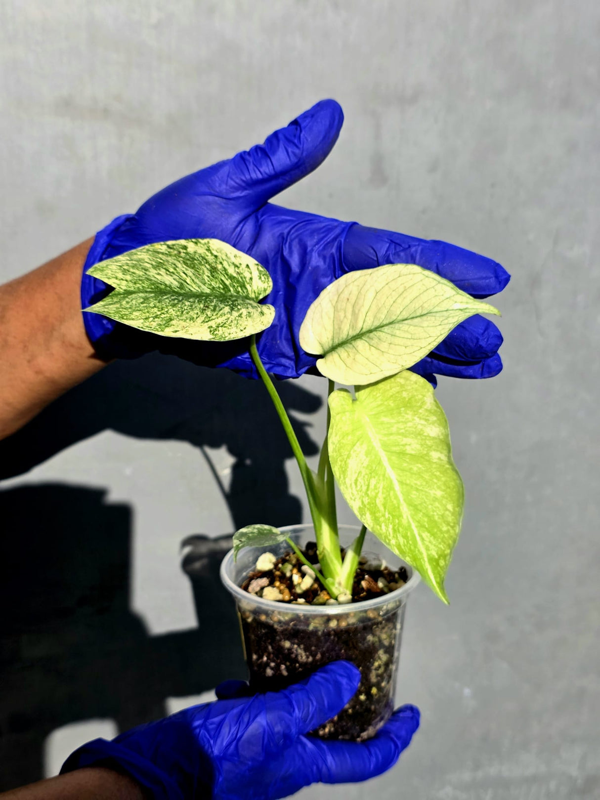 Variegated Monstera Deliciosa Mint - Rare Mint Monstera - (June-23-14)