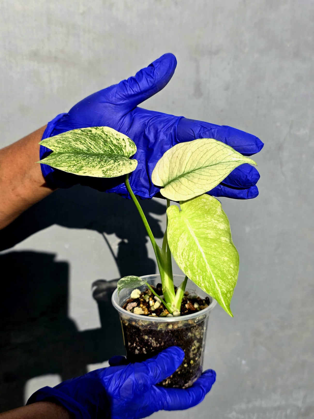Variegated Monstera Deliciosa Mint - Rare Mint Monstera - (June-23-14)