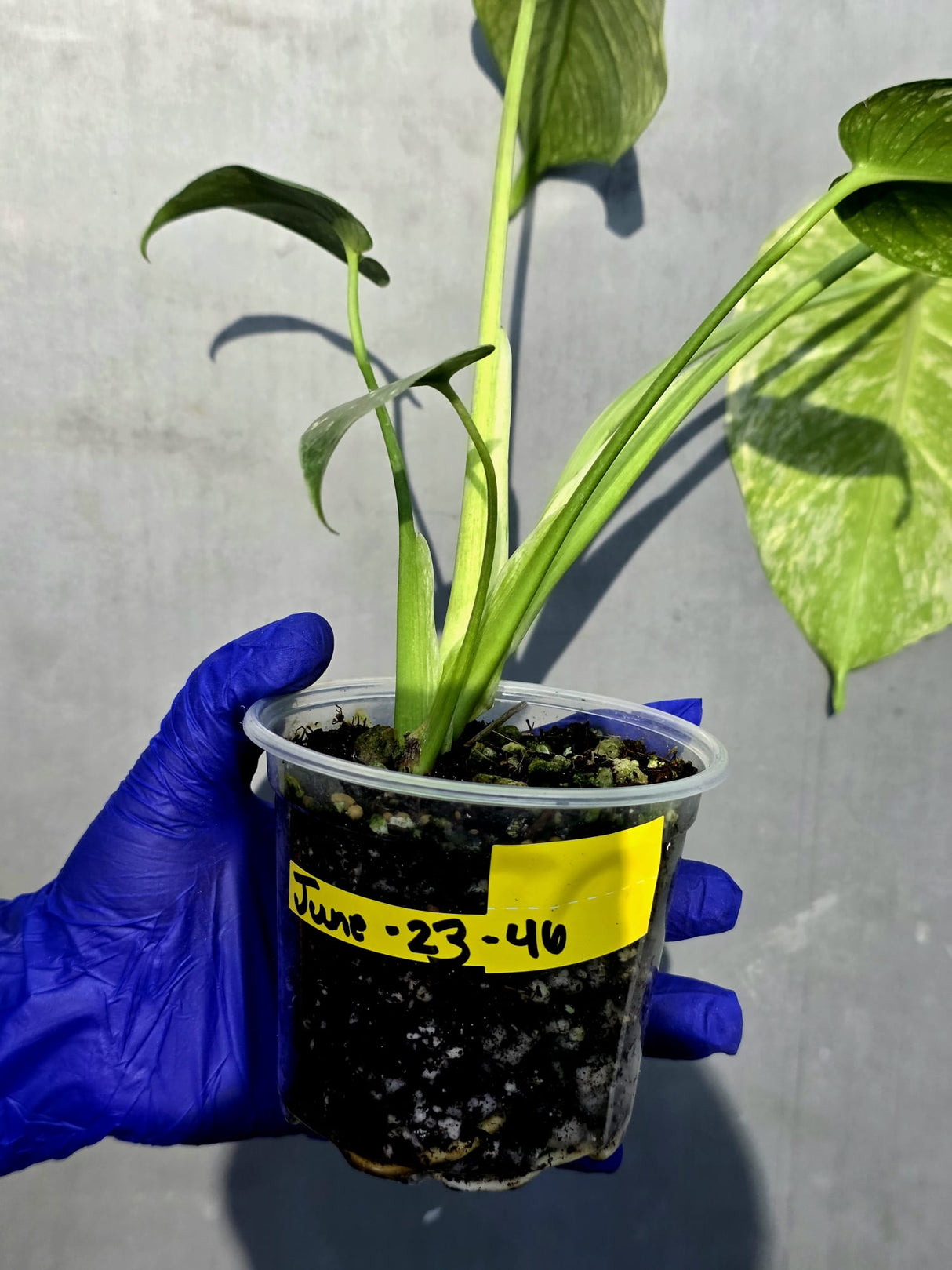 Variegated Monstera Deliciosa Mint - Rare Mint Monstera - (June-23-46)