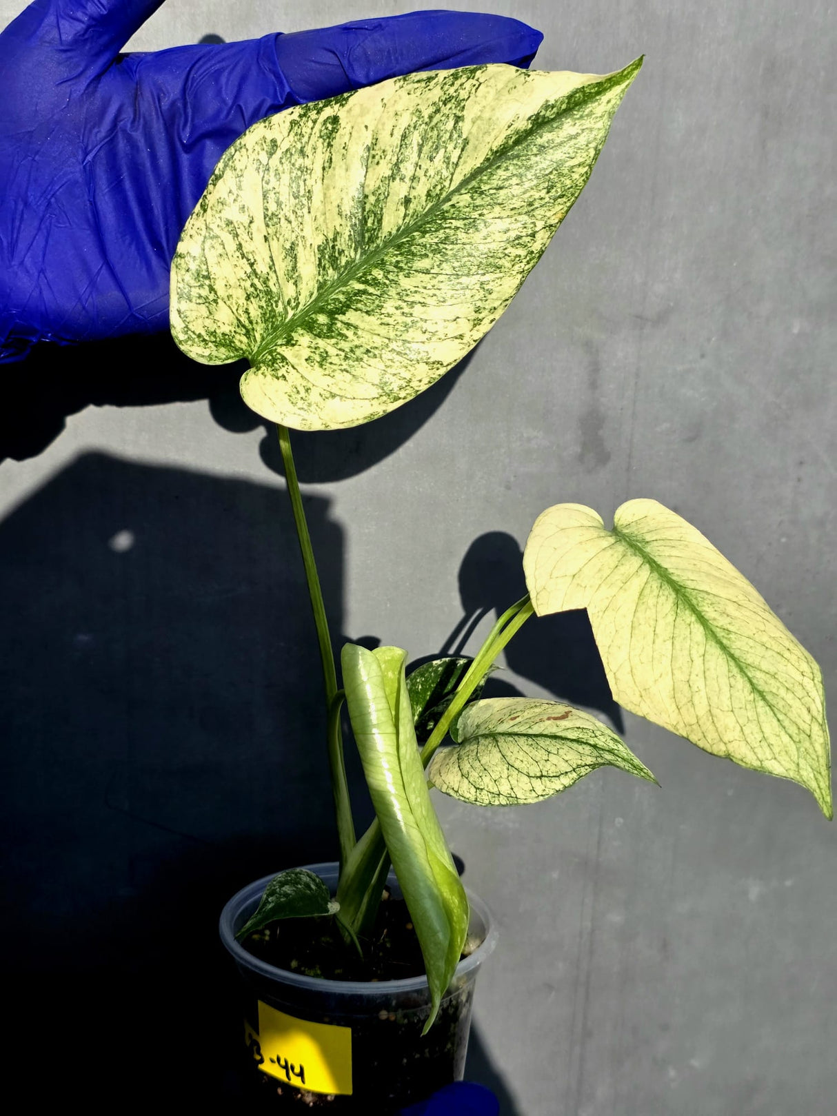 Variegated Monstera Deliciosa Mint - Rare Mint Monstera - (June-23-44)