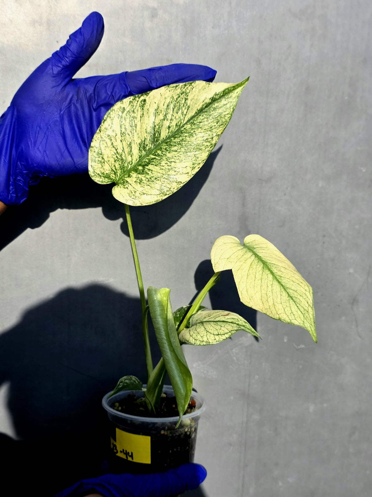 Variegated Monstera Deliciosa Mint - Rare Mint Monstera - (June-23-44)