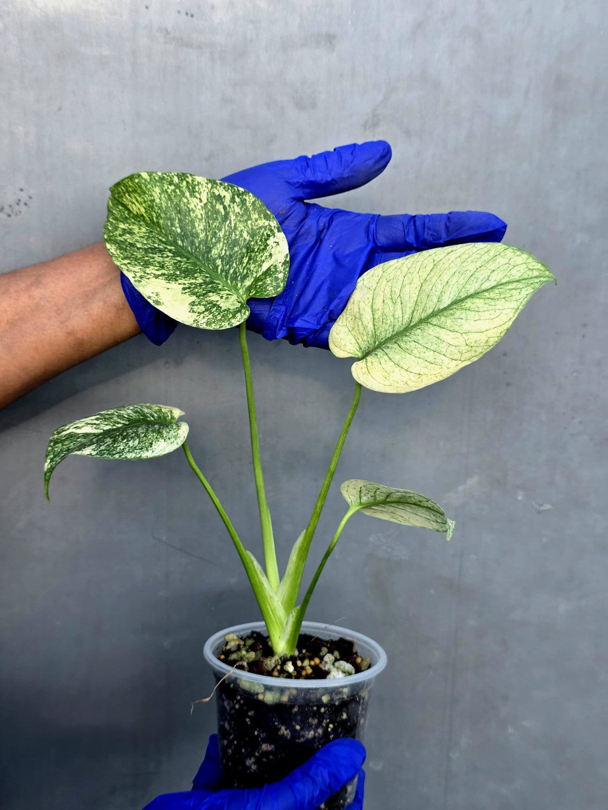 Variegated Monstera Deliciosa Mint - Rare Mint Monstera - (June-23-26)