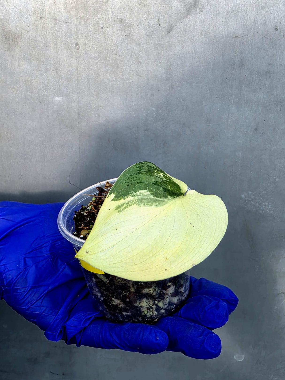 Scindapsus Jade Satin Variegated - Rare EXACT Plant - (June-23-21)