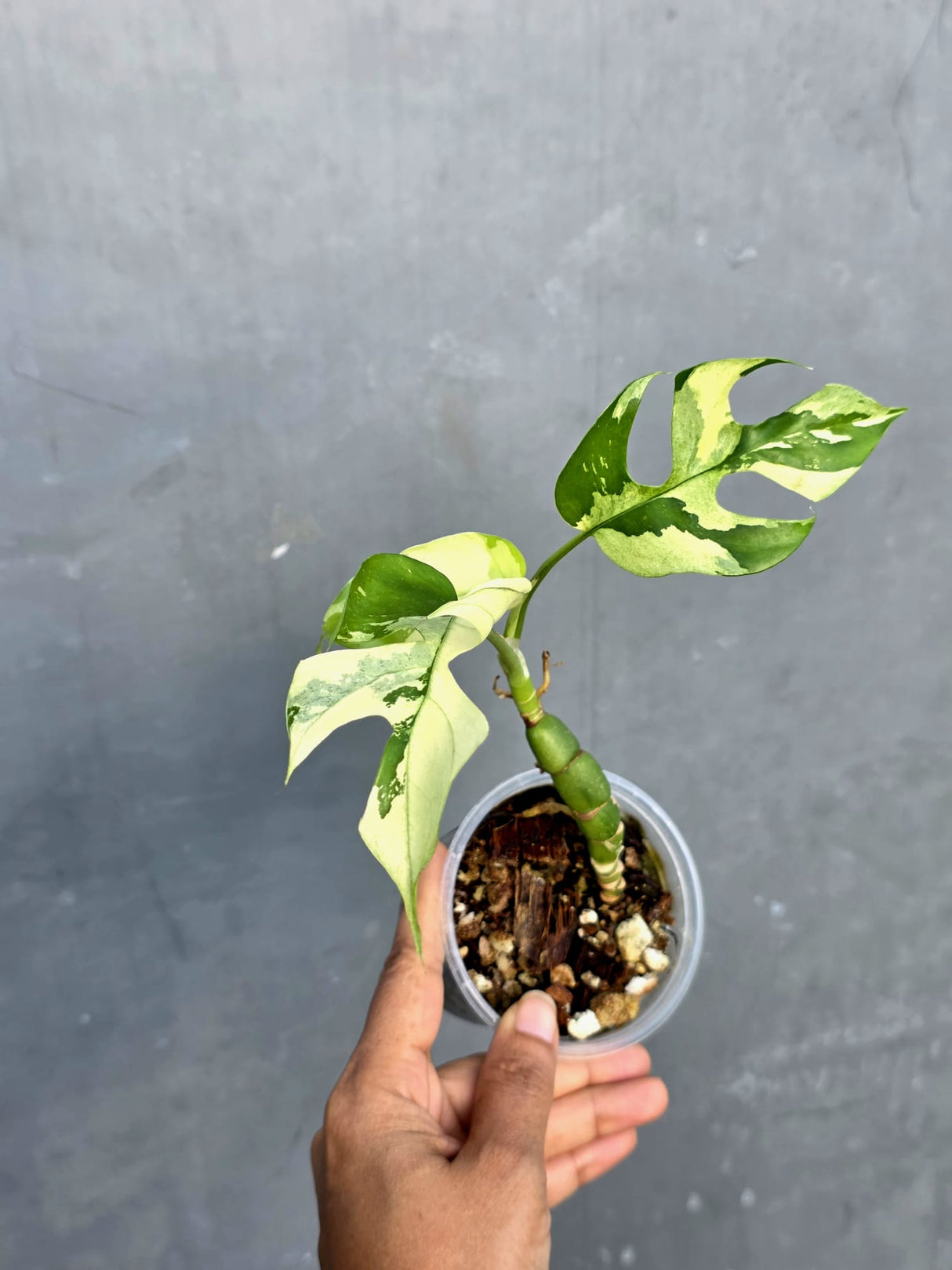 Variegated Rhaphidophora Tetrasperma Albo - Rare Exact Plant - (June-23-31)