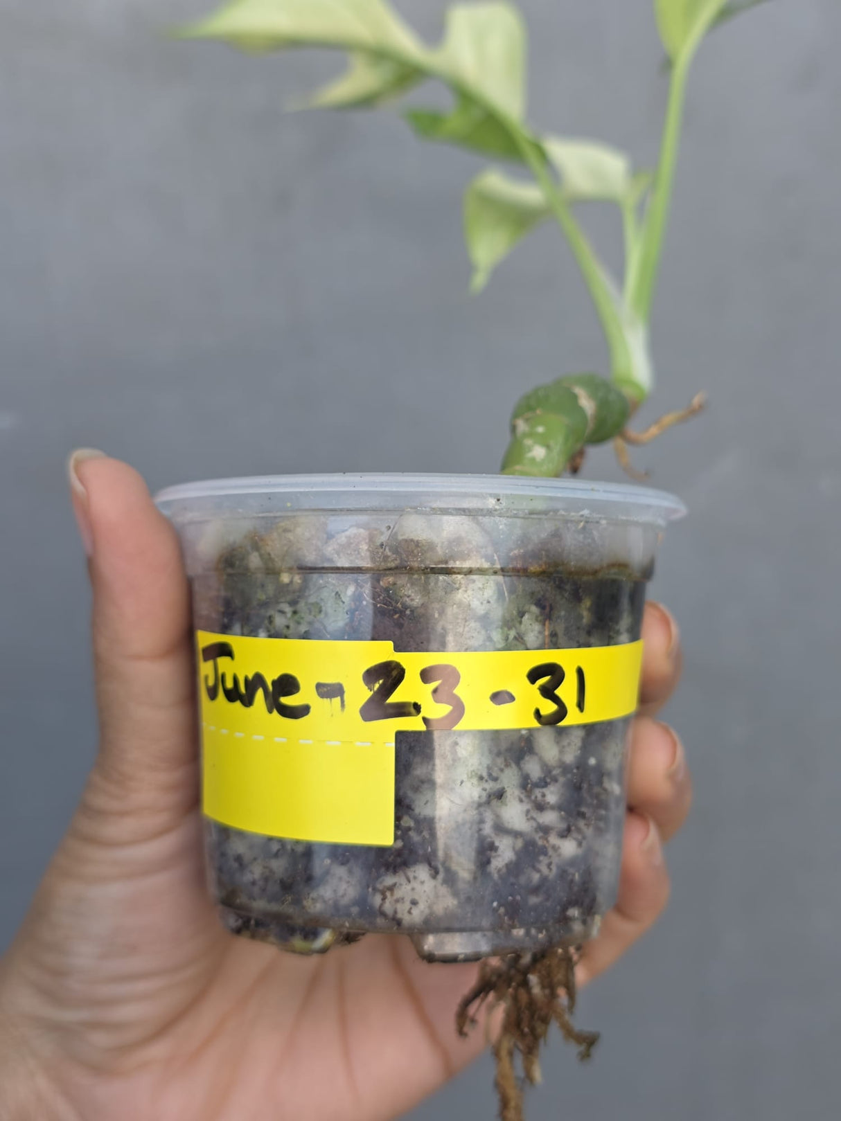 Variegated Rhaphidophora Tetrasperma Albo - Rare Exact Plant - (June-23-31)