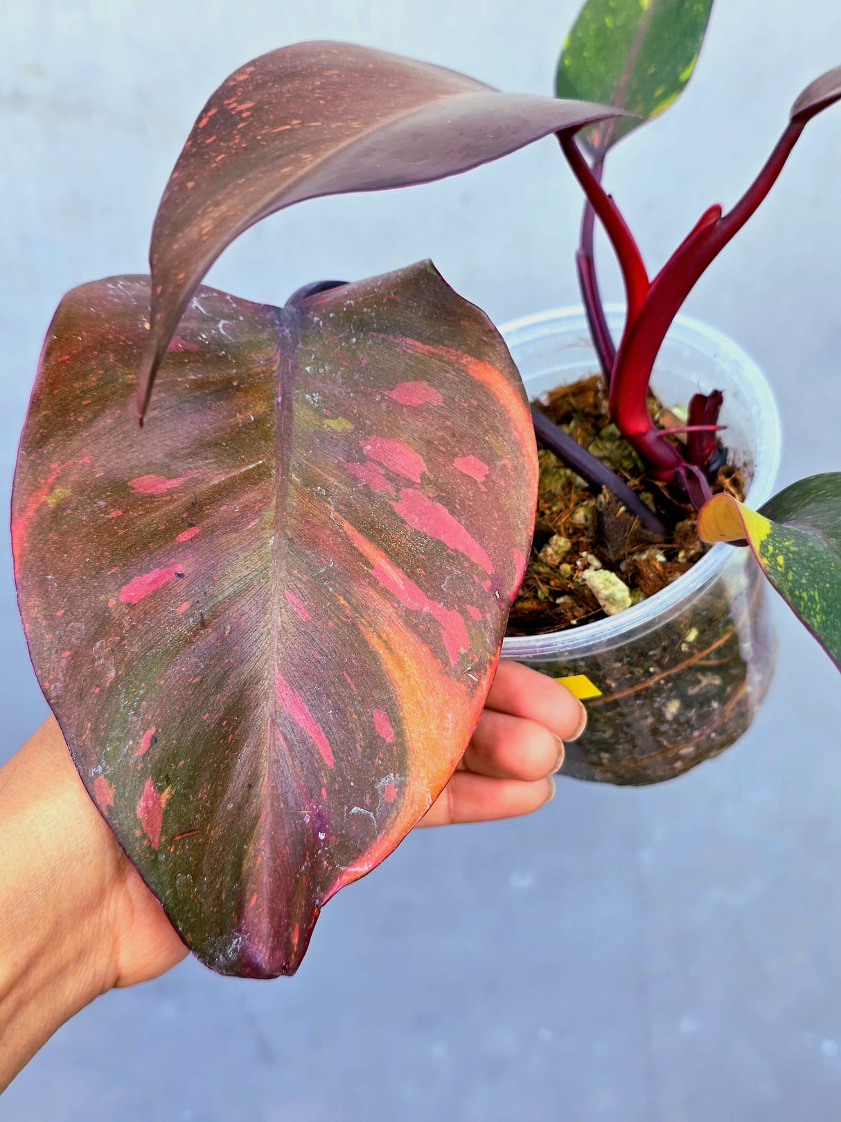 Variegated Philodendron Orange Princess - Rare Exact Plant (June-23-25)