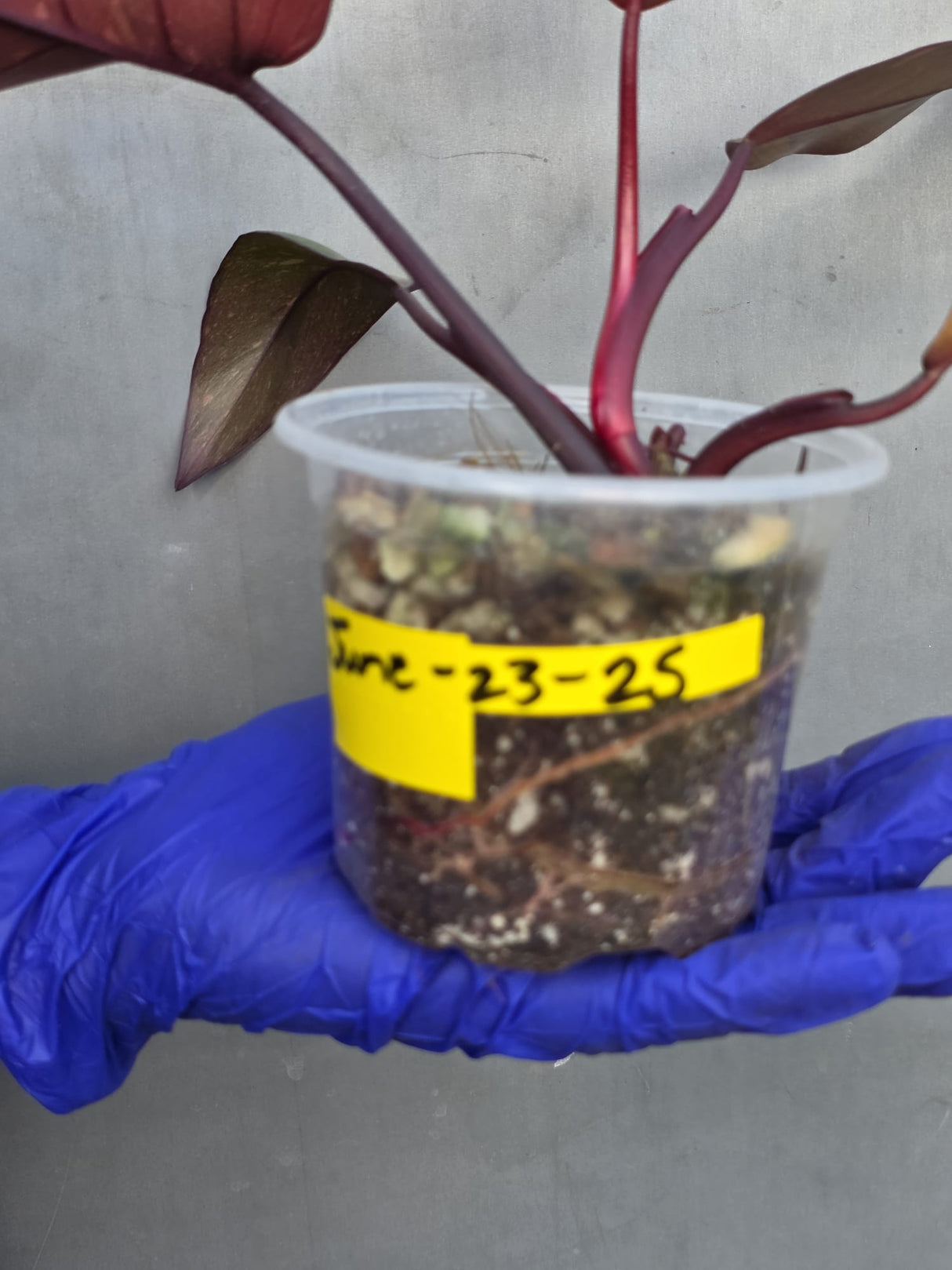 Variegated Philodendron Orange Princess - Rare Exact Plant (June-23-25)