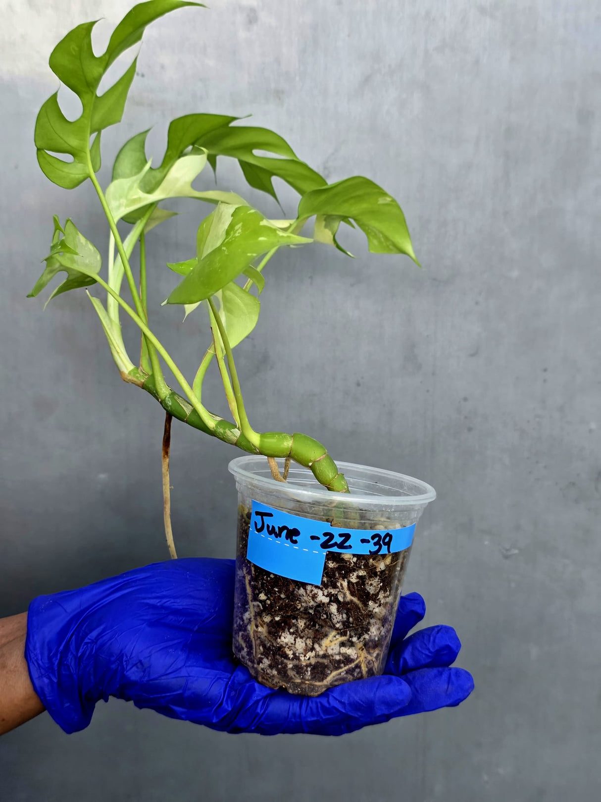 Variegated Rhaphidophora Tetrasperma Albo - Rare Plant - (June-22-39)