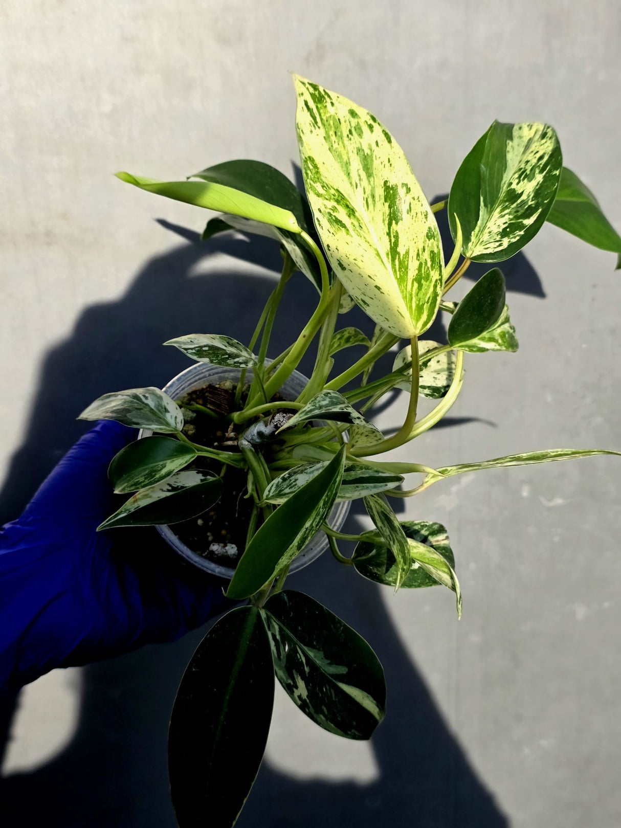 Philodendron Emerald Queen Variegated - Rare Exact Plant - (June-23-22)