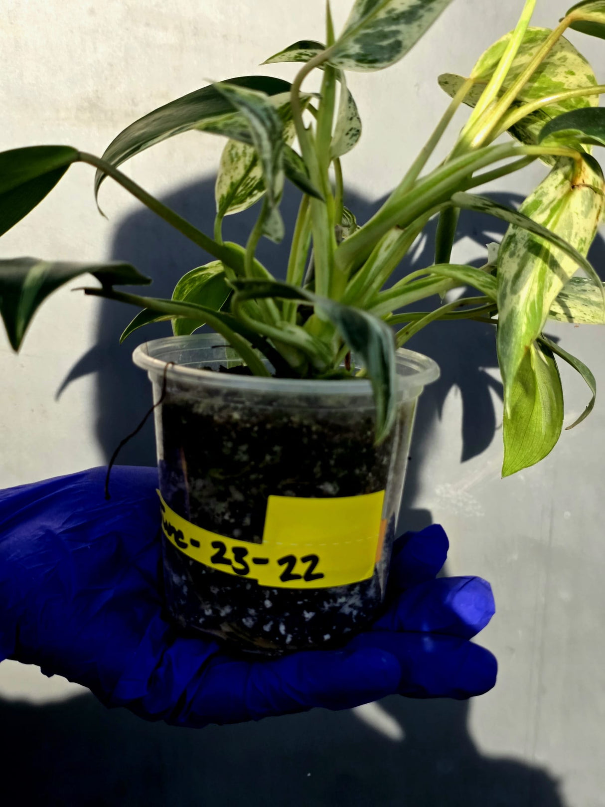 Philodendron Emerald Queen Variegated - Rare Exact Plant - (June-23-22)